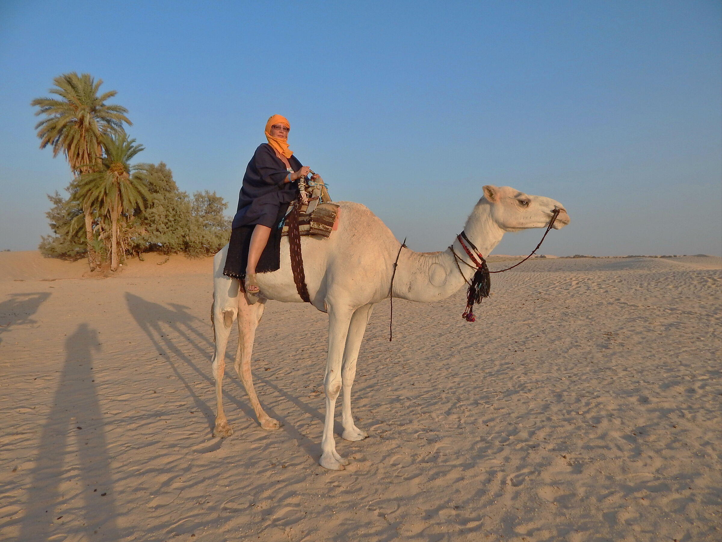 Portrait of a lady on a camel