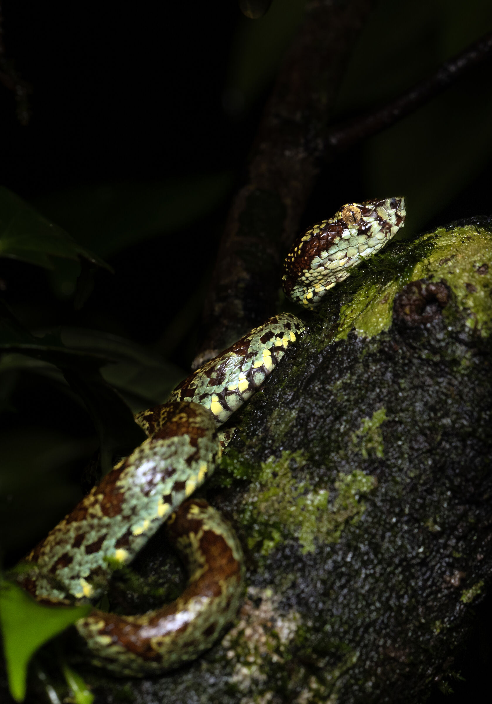 Il maschio di vipera malabarese