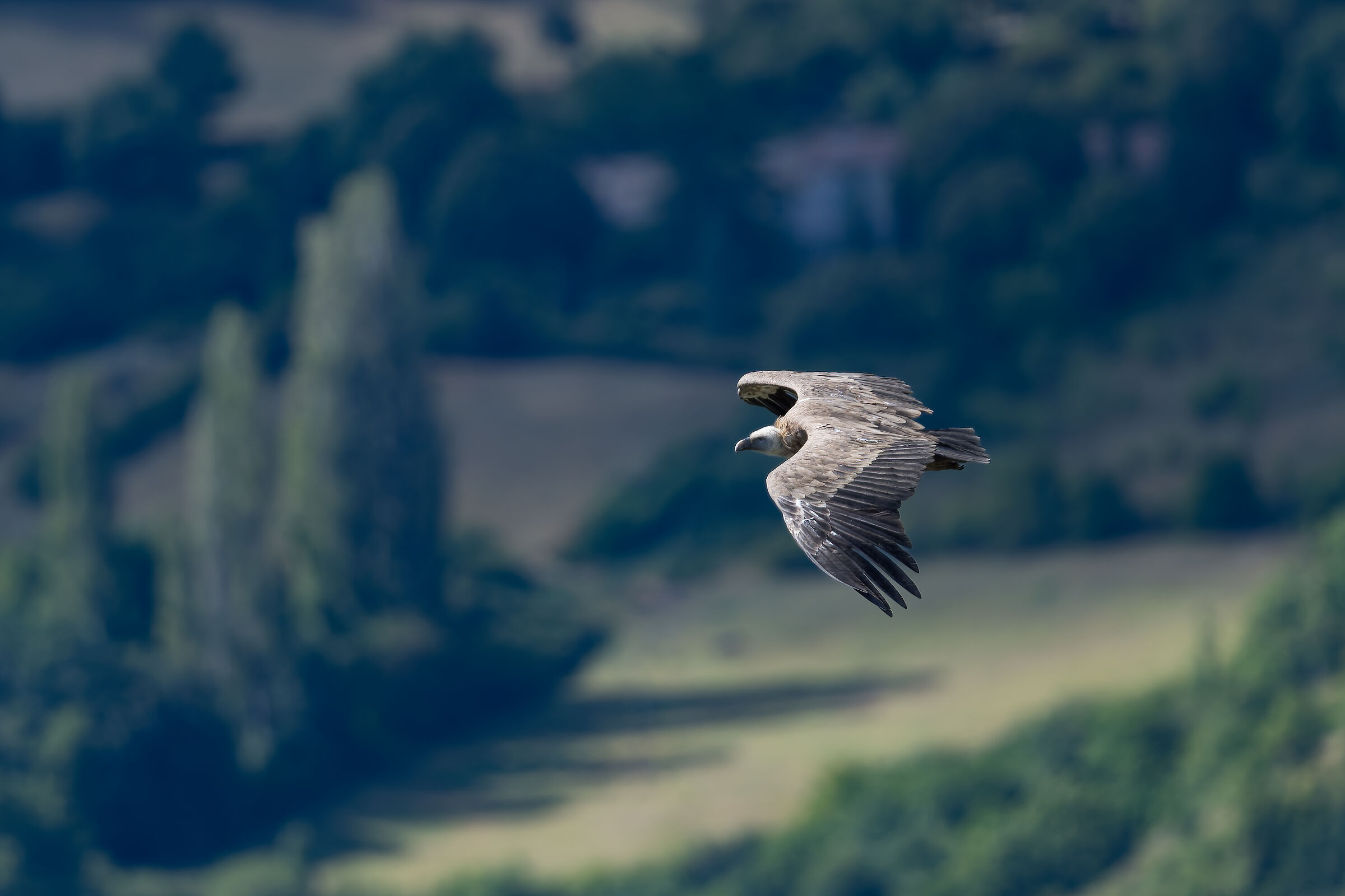 Griffin - Barronies Provencal