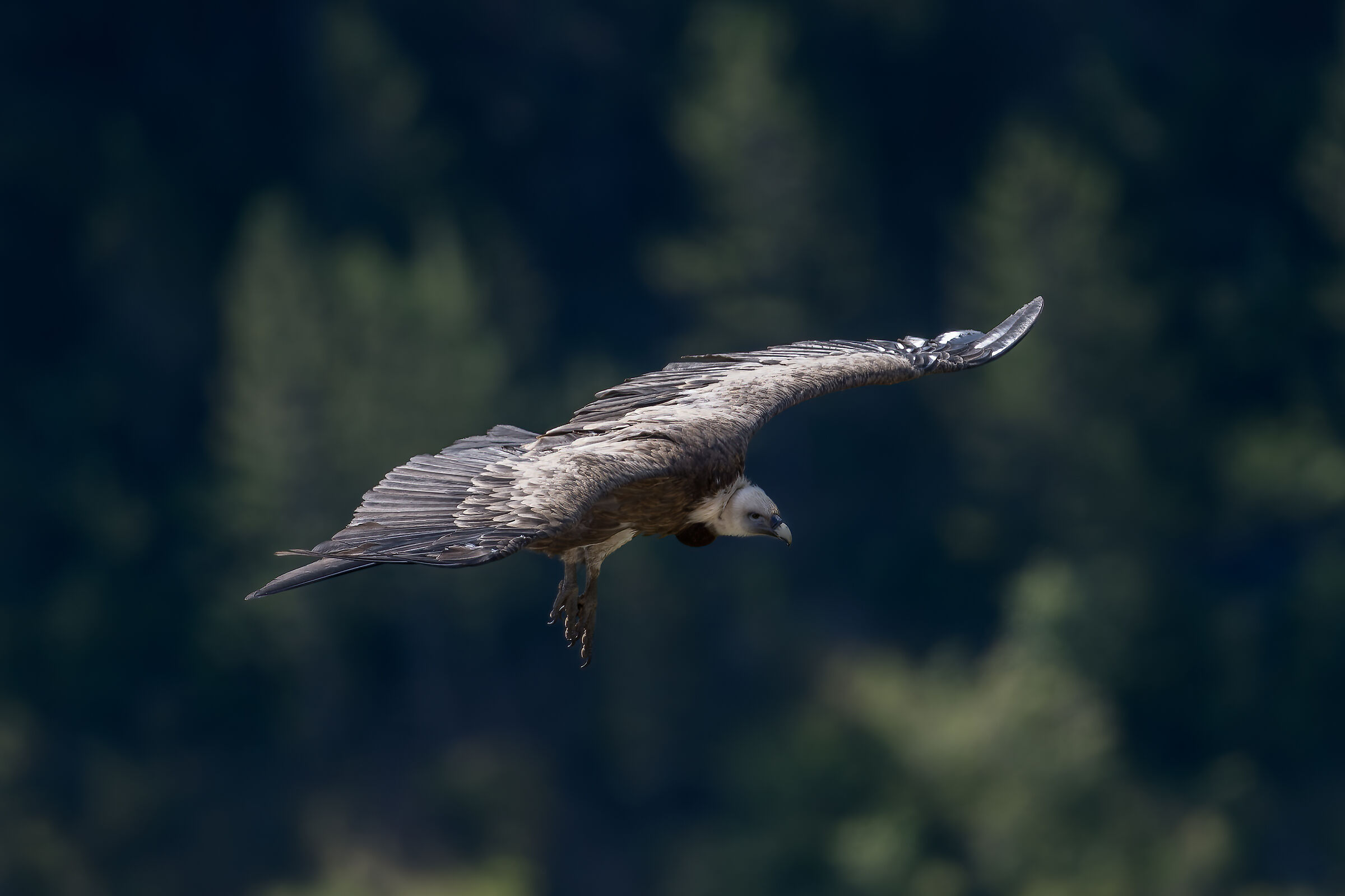 Griffin - Barronies Provencal