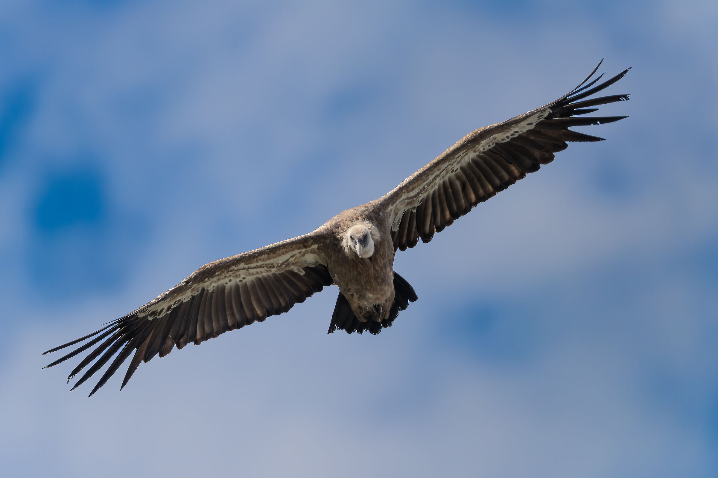 Griffin - Barronies Provencal