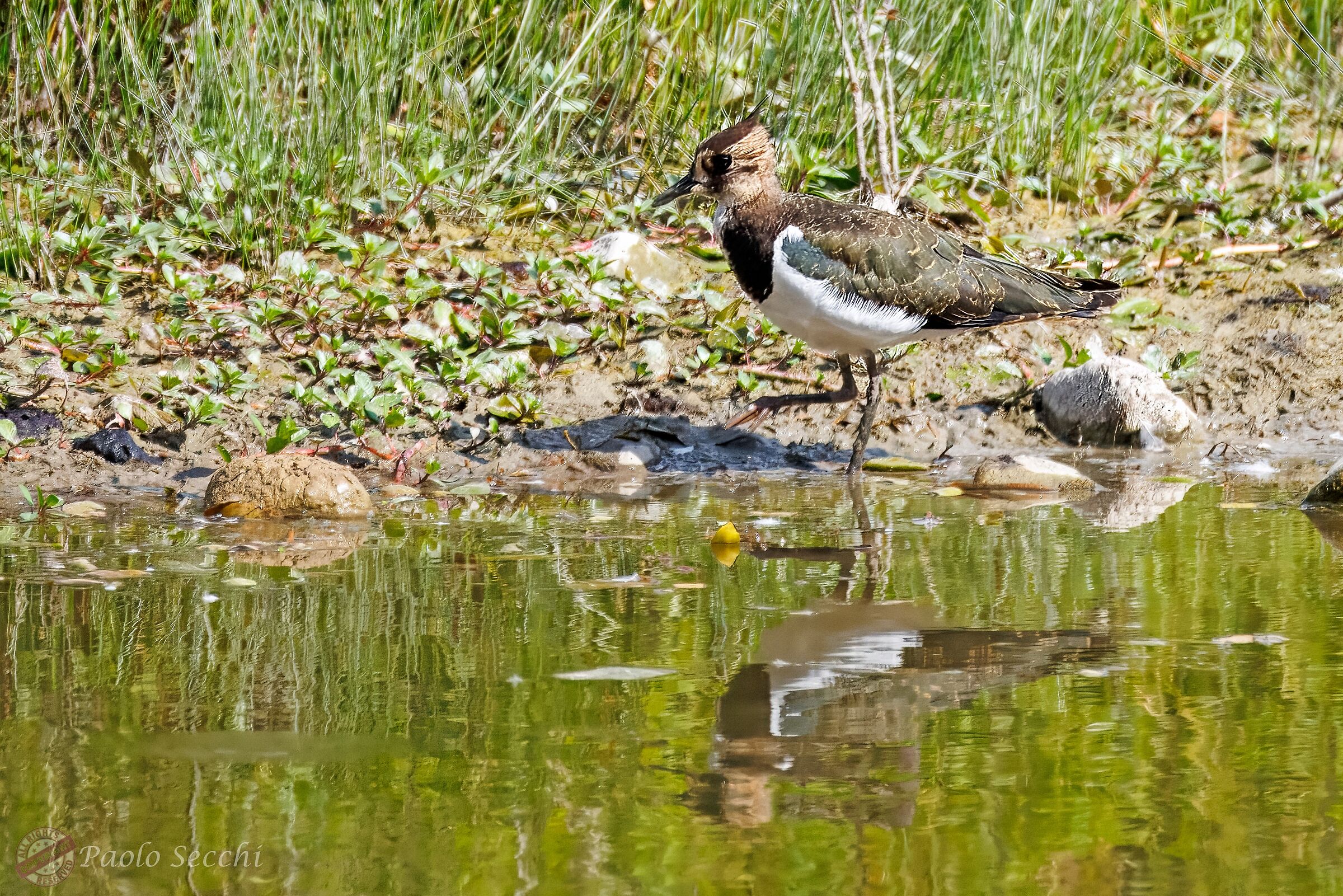 Vain lapwing