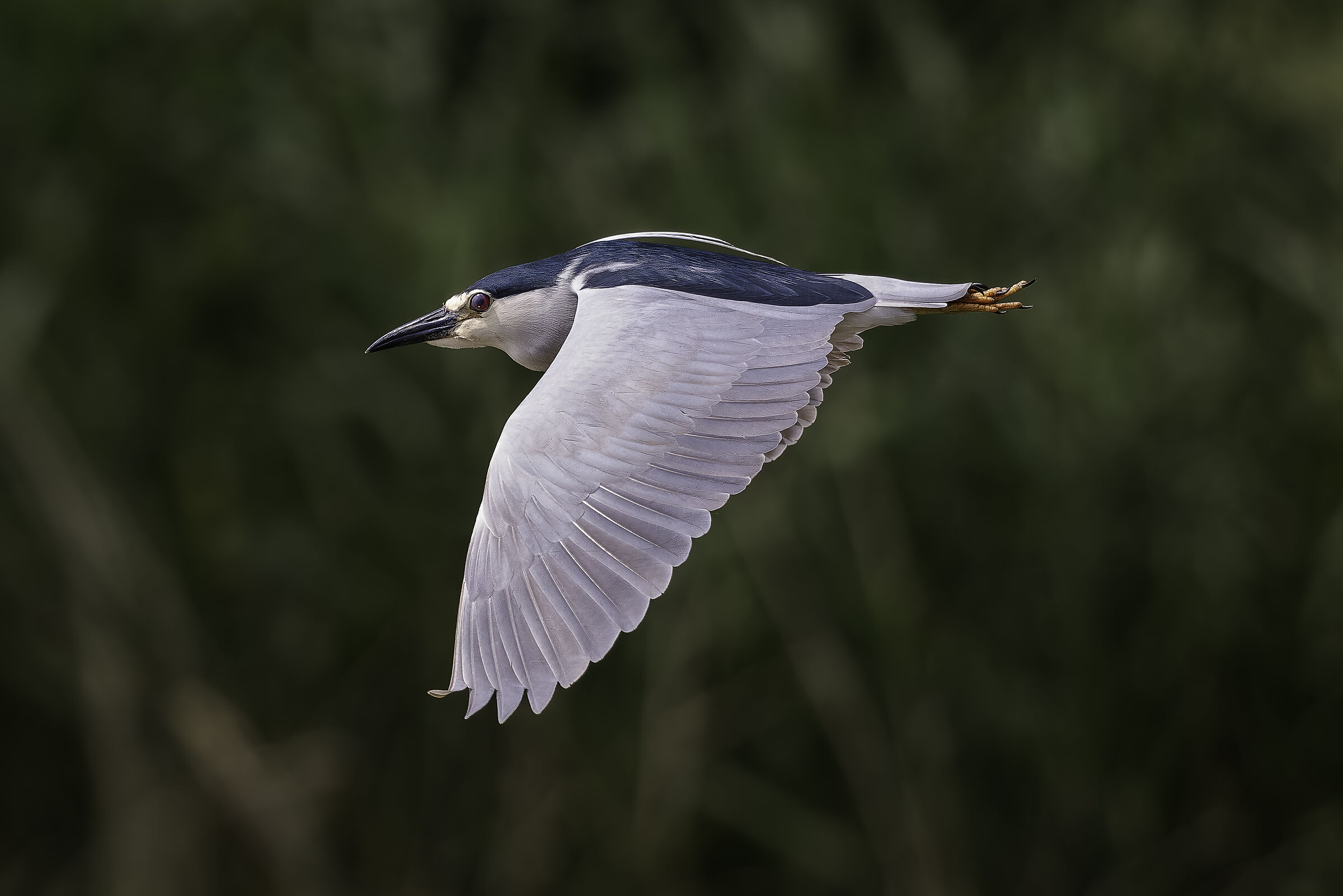 Night Heron
