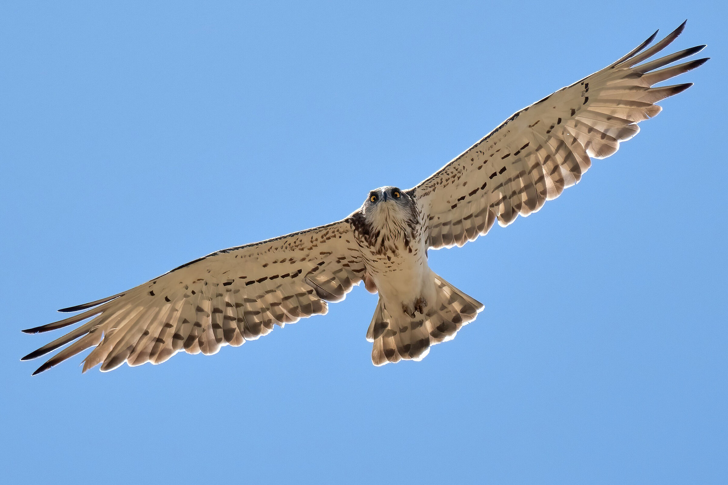 Biancone o Aquila dei serpenti (Circaetus gallicus)