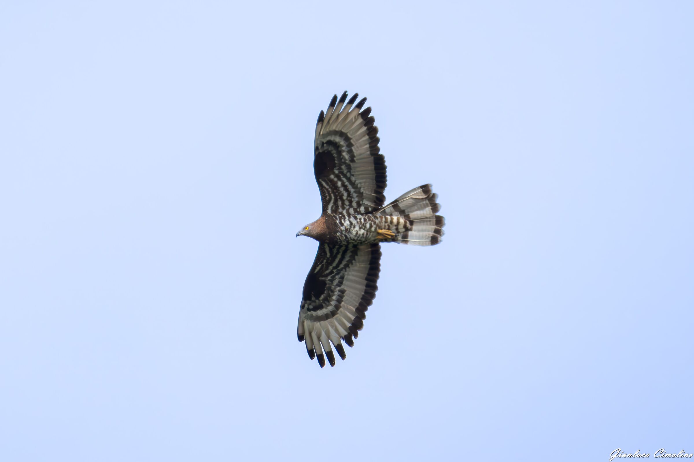 Honey Cutter, Pernis Apivorus