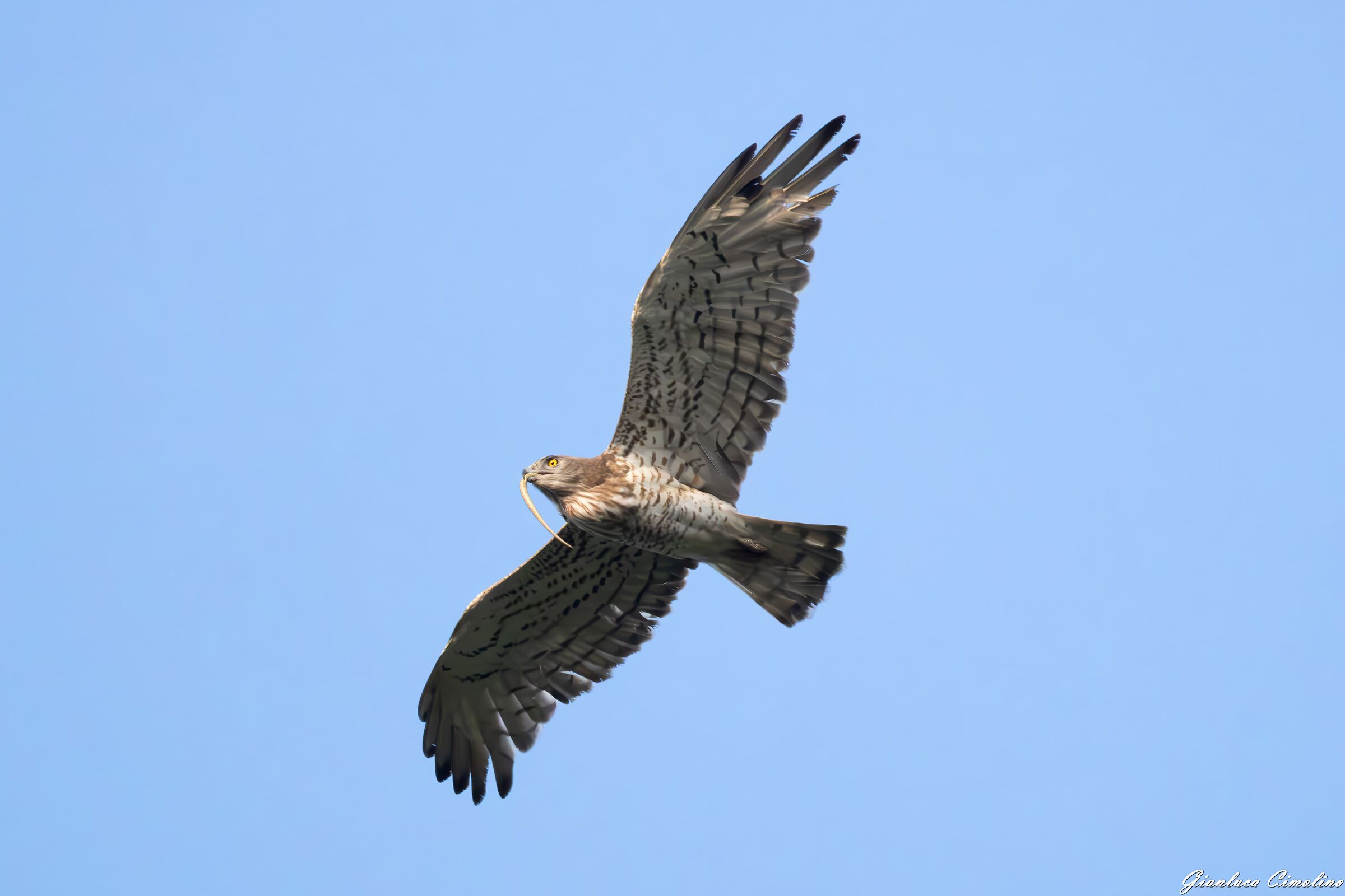 Short-toed Eagle, Circaetus Gallicus