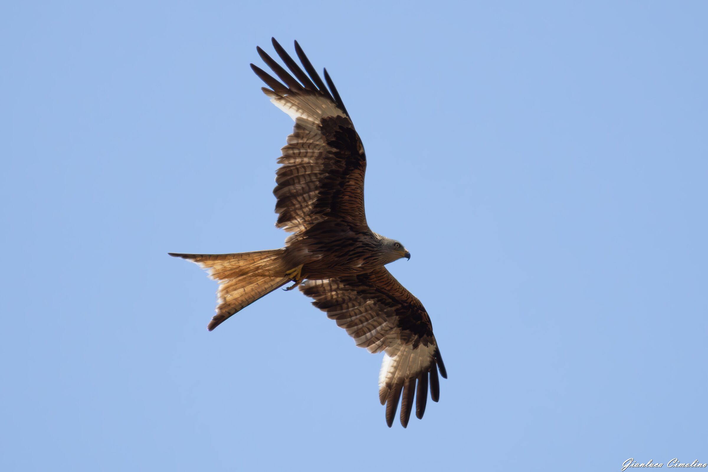 Red Kite, Milvus Milvus