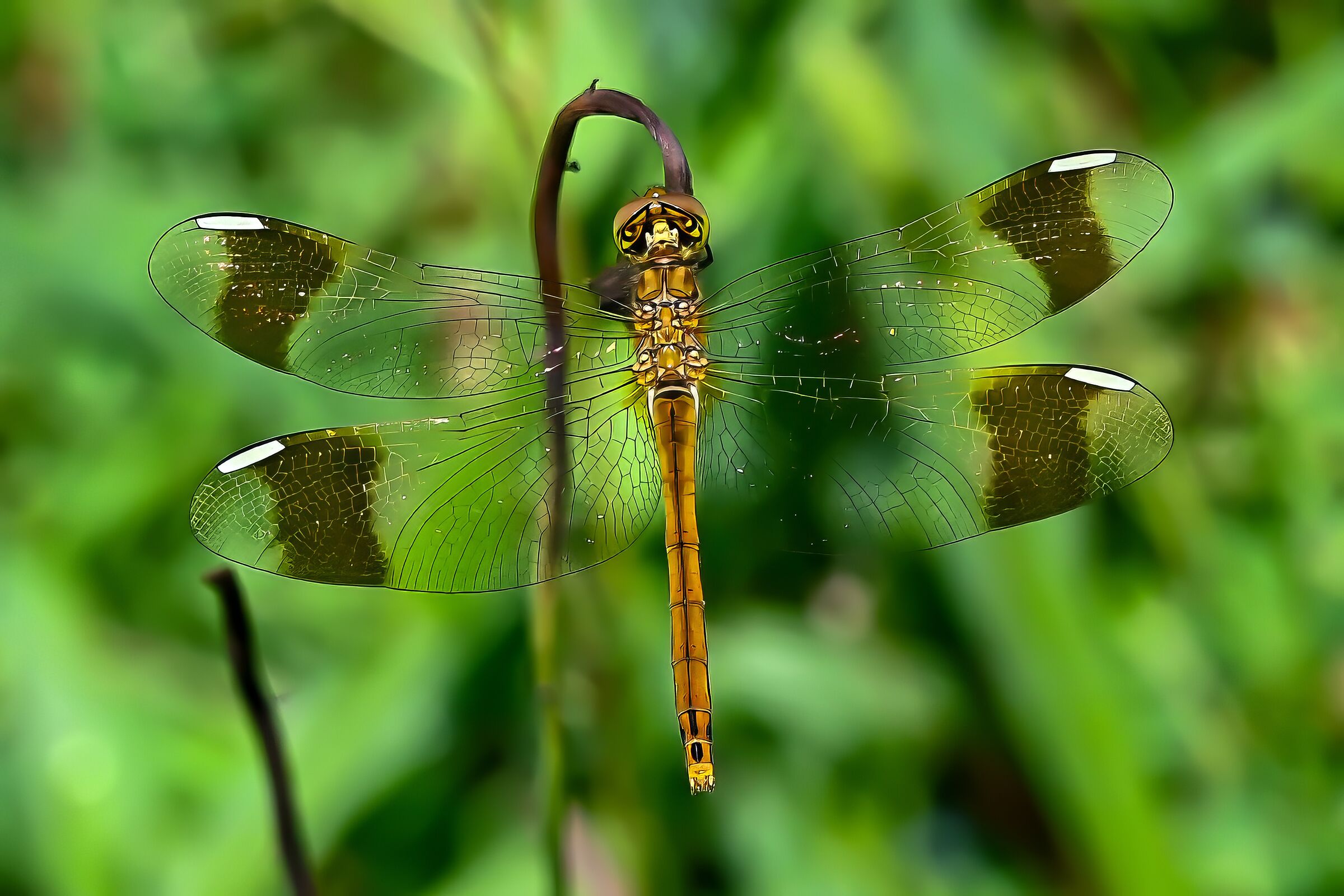 Sympetrum Pedemontanum