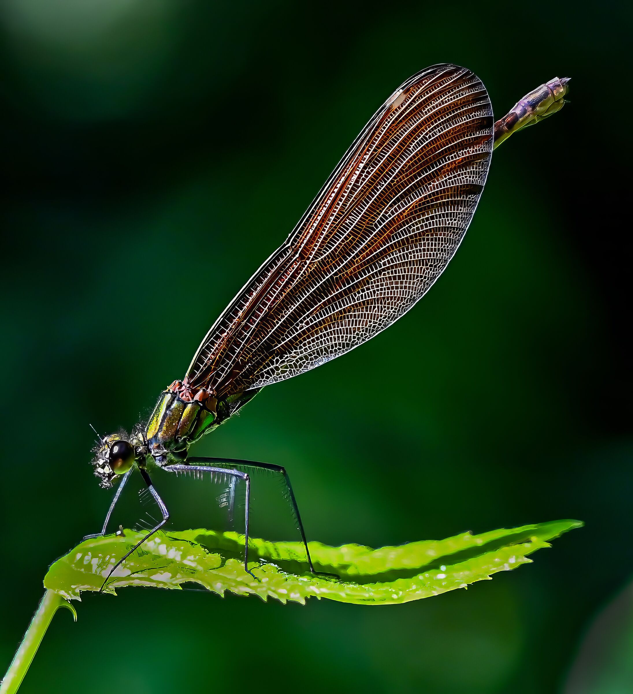 Calopteryx virgo