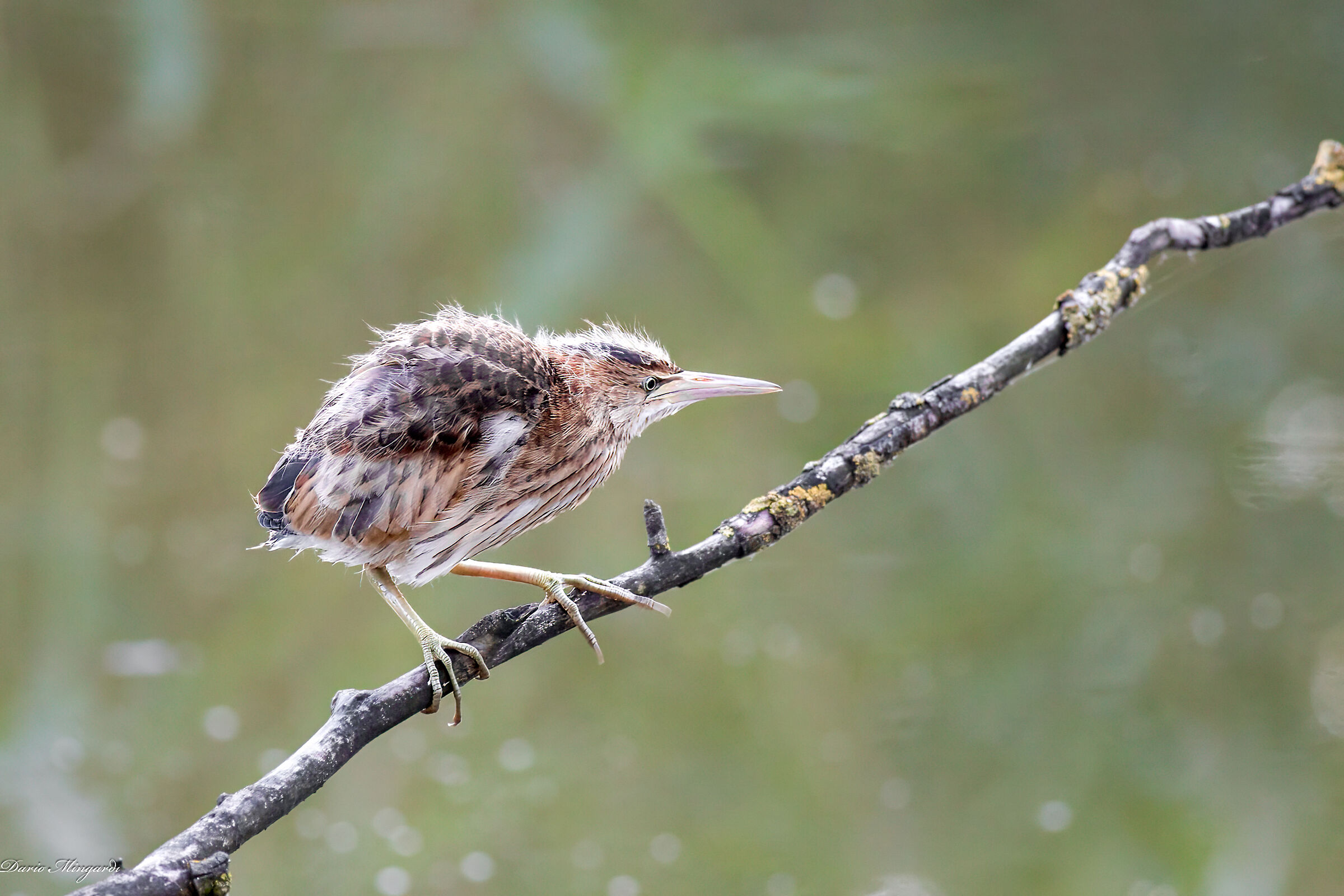 Tarabusino (pullo) - Ixobrychus minutus