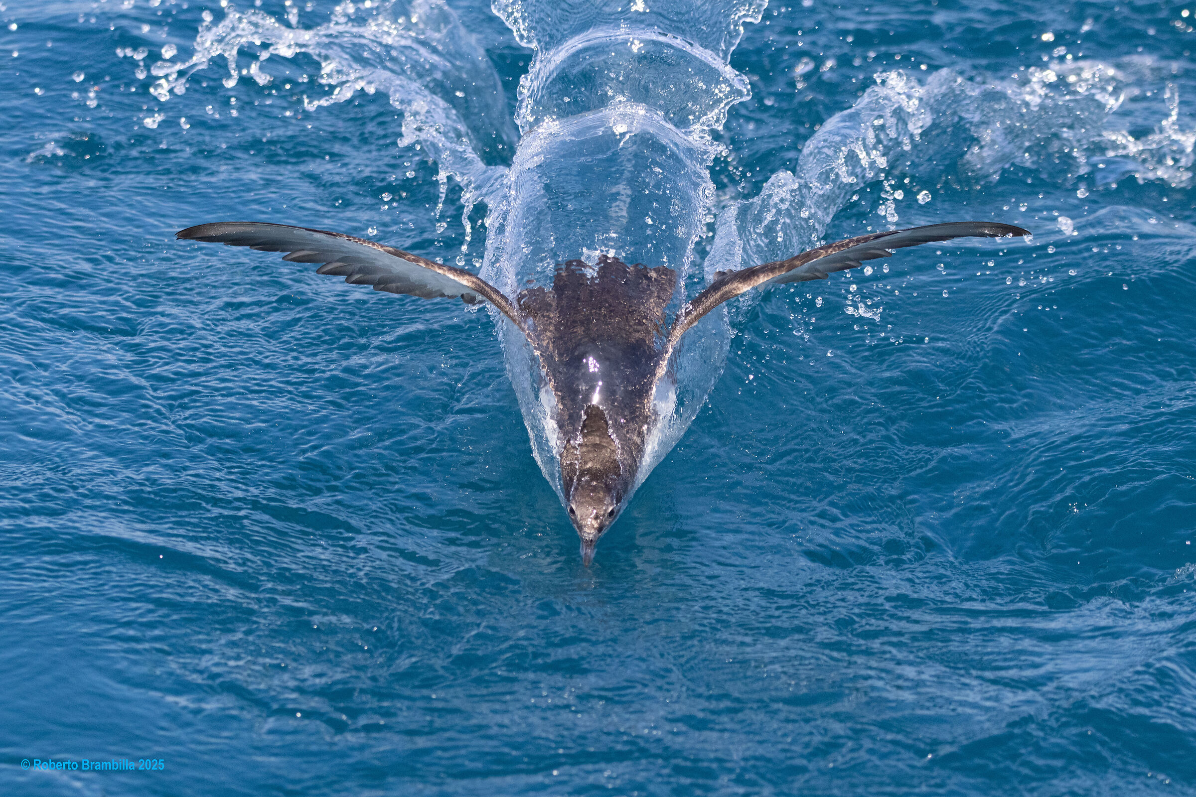 Cory's Shearwater in a Water Tunnel