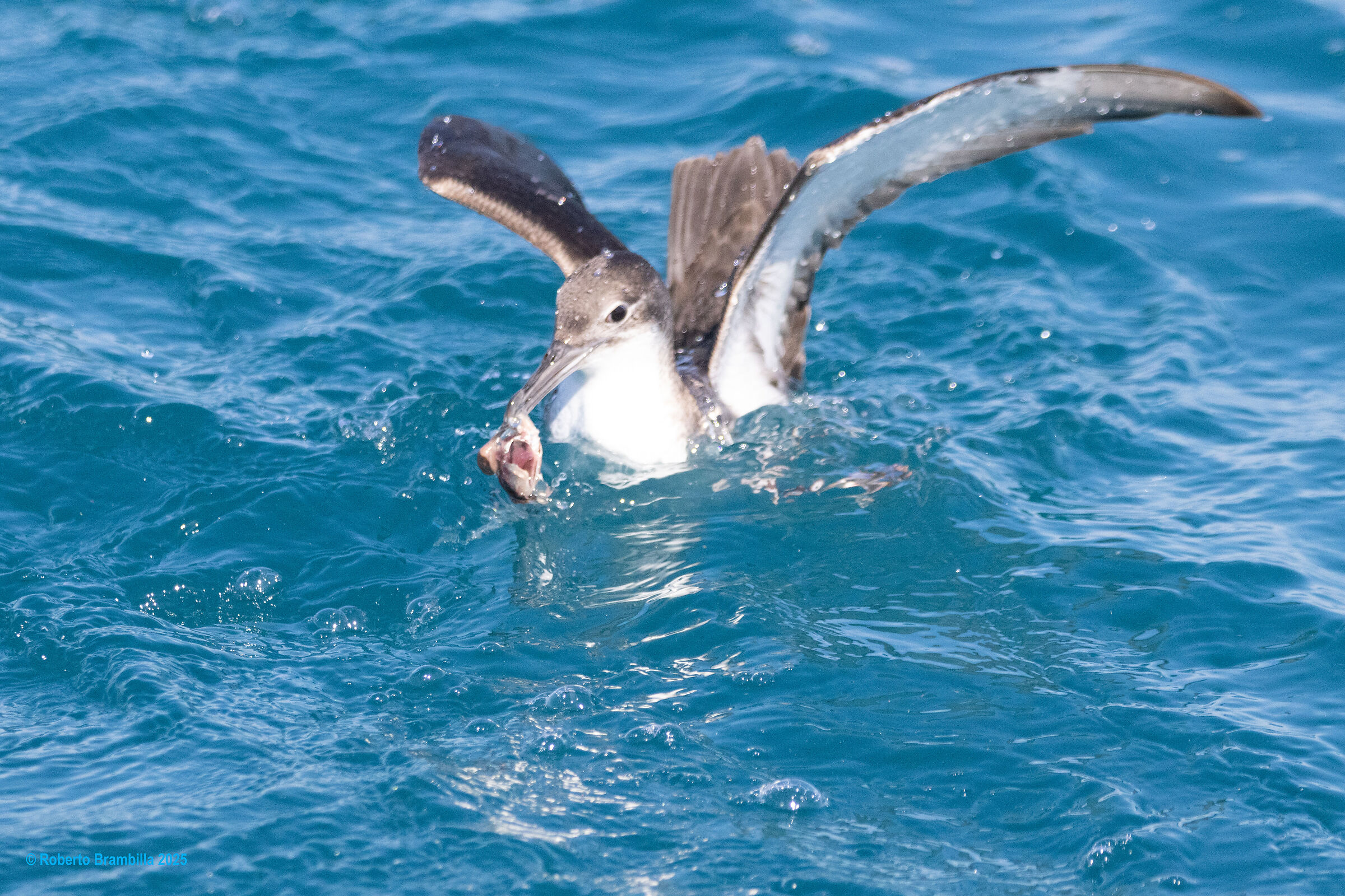Cory's Shearwater with Prey