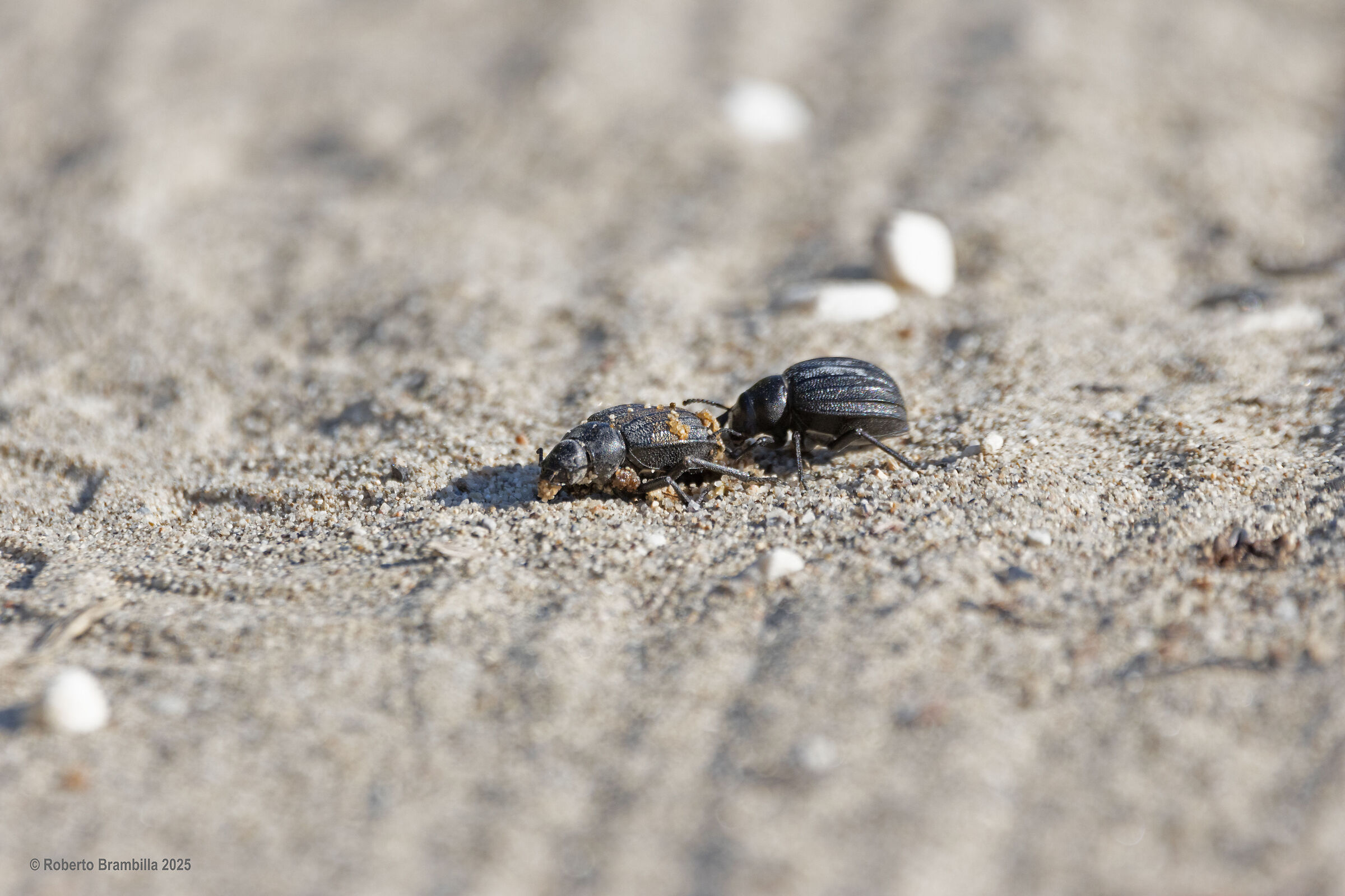Beetle with dead beetle