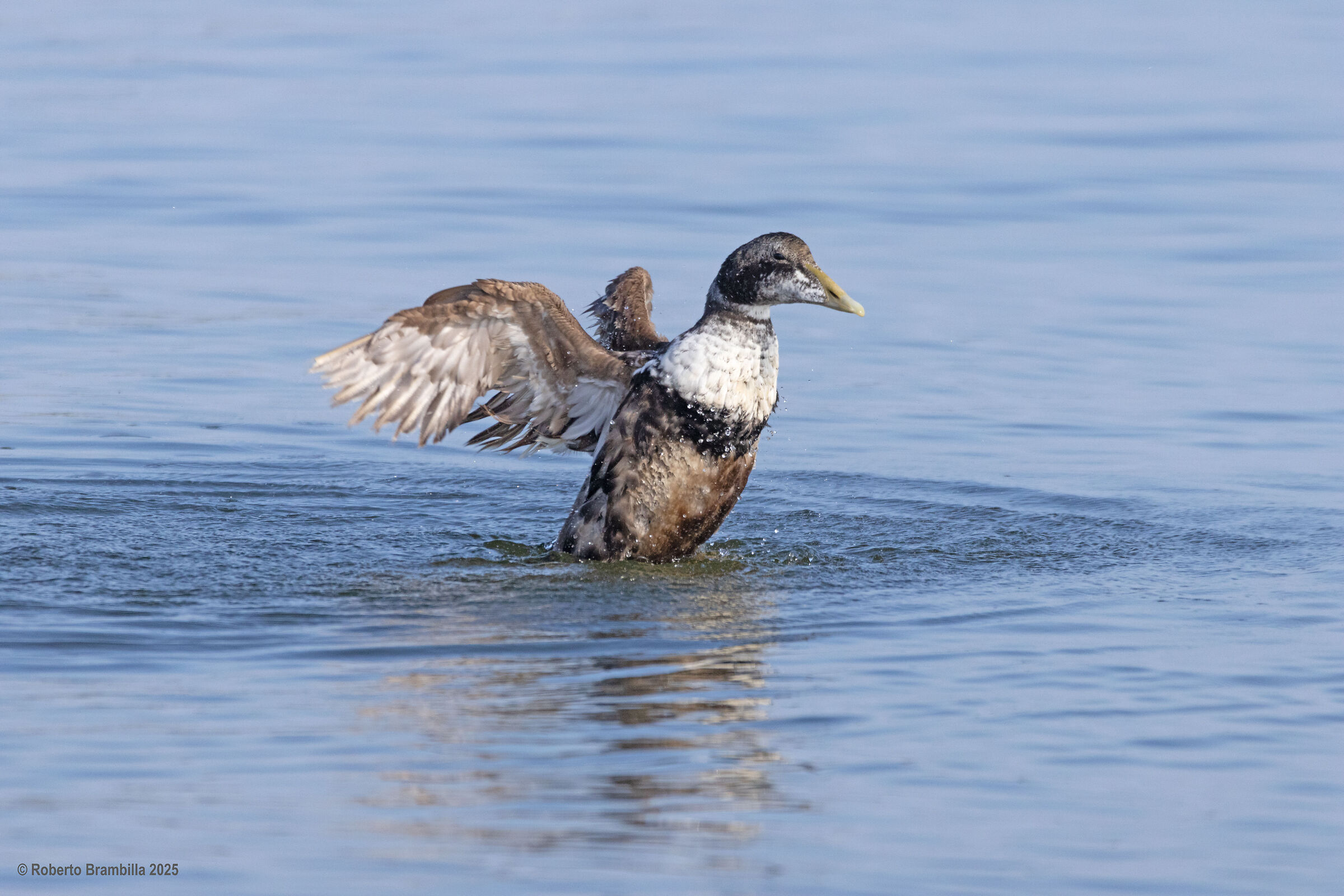 Eider