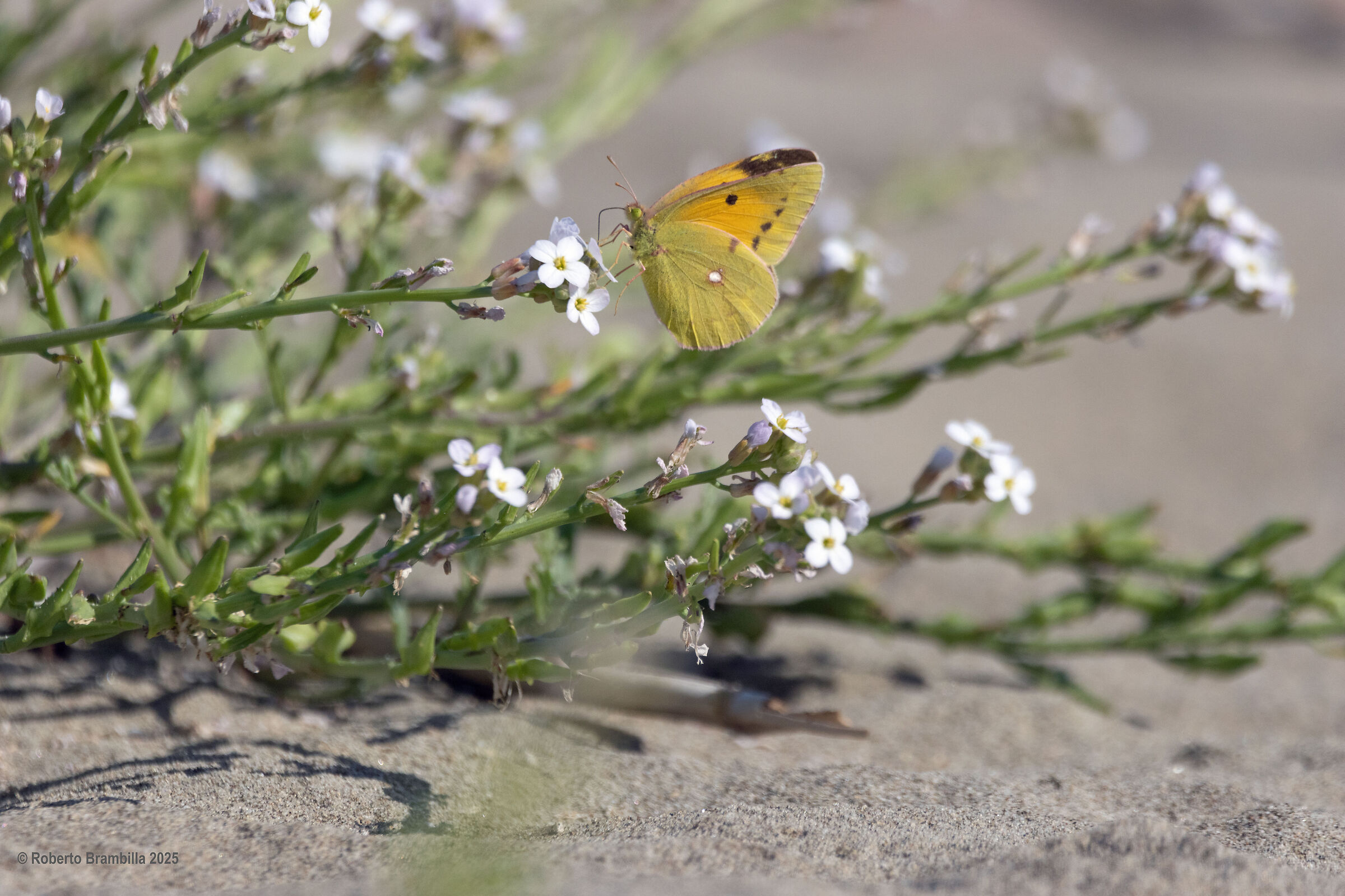Butterfly on flower