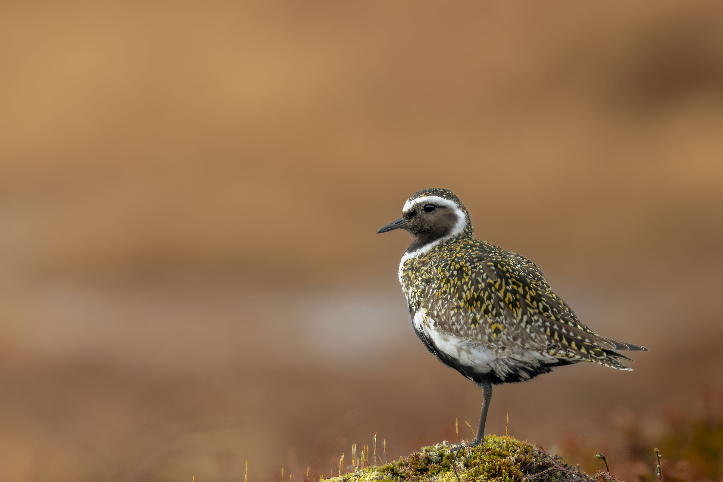 Golden Plover
