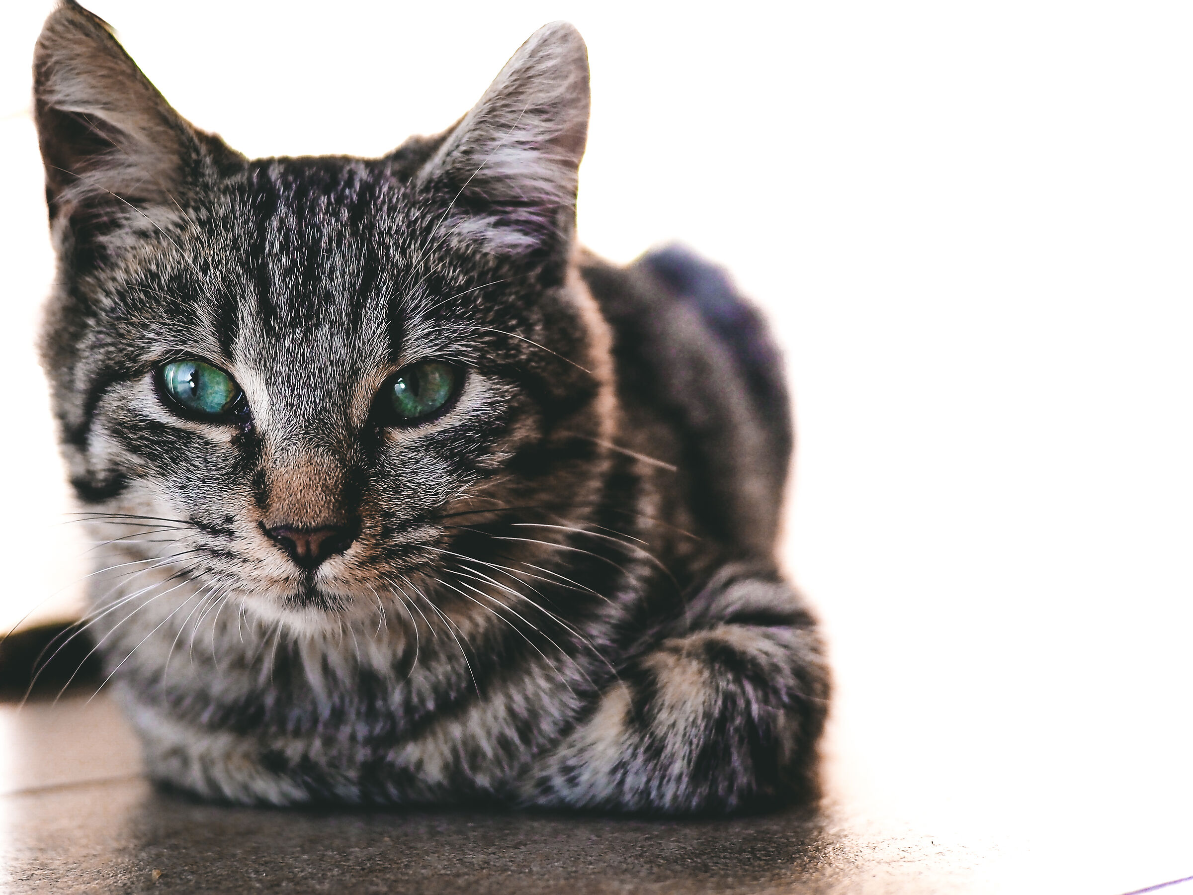 Oh oh oh occhi di gatto