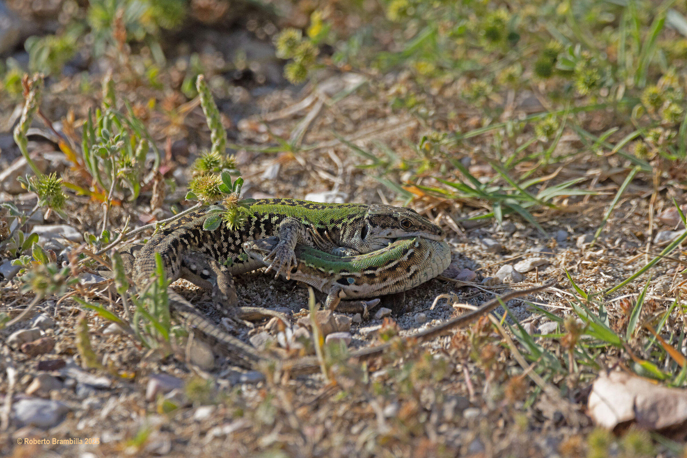 Lizard in mating ritual