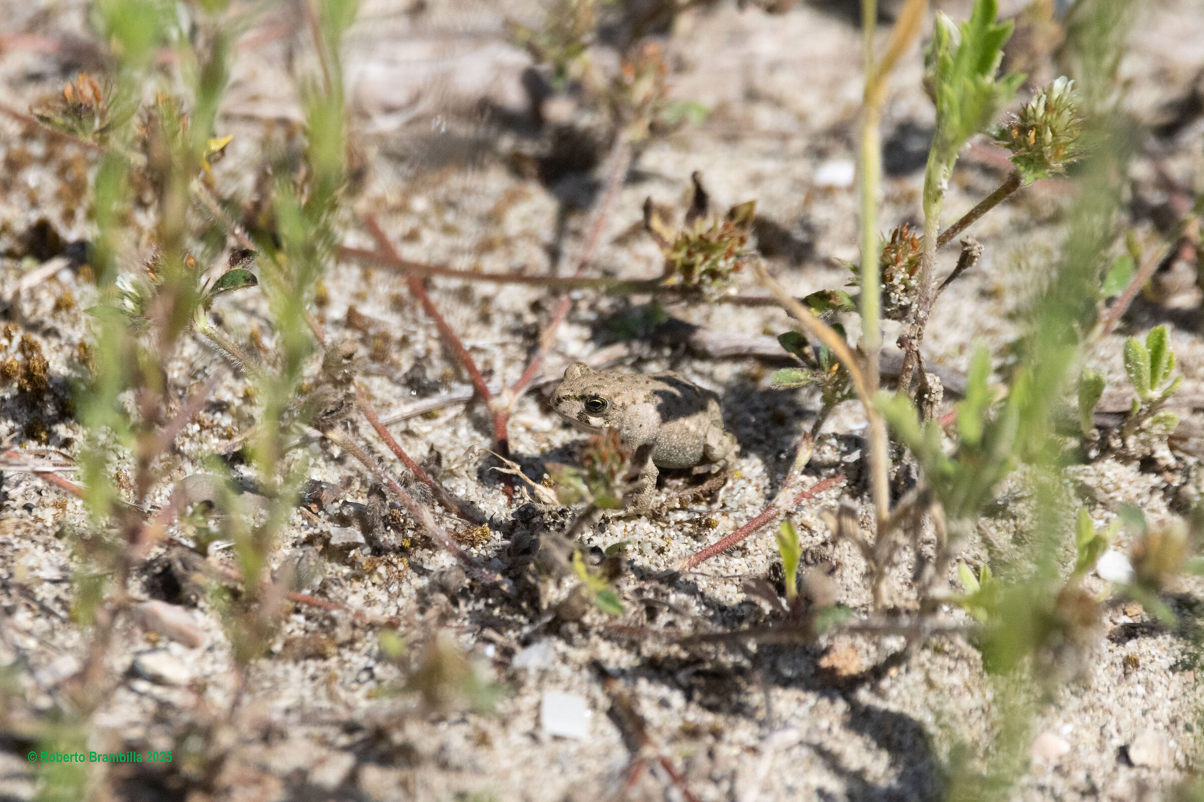 Little Frog
