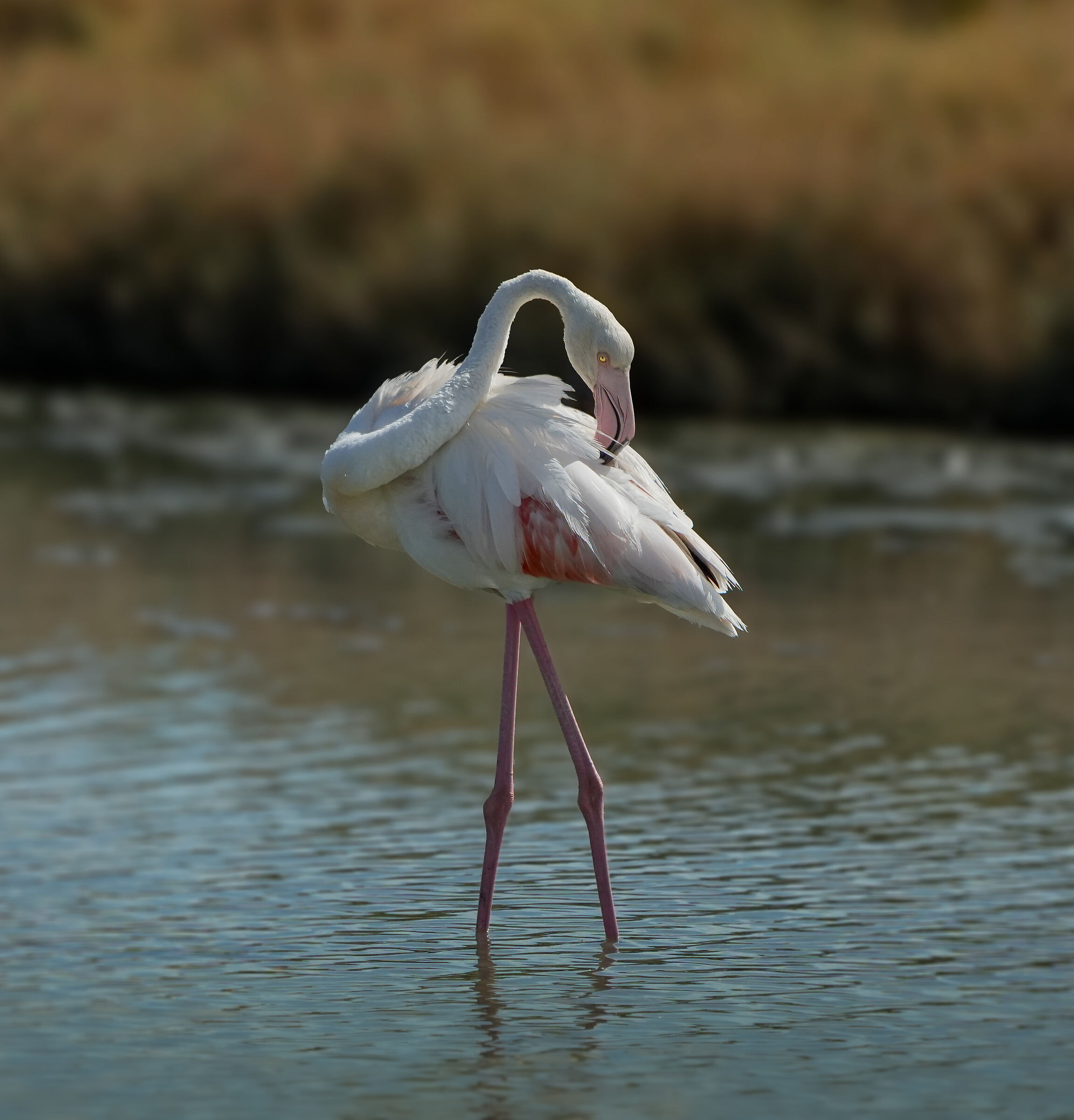 Eleganza del Fenicottero rosa