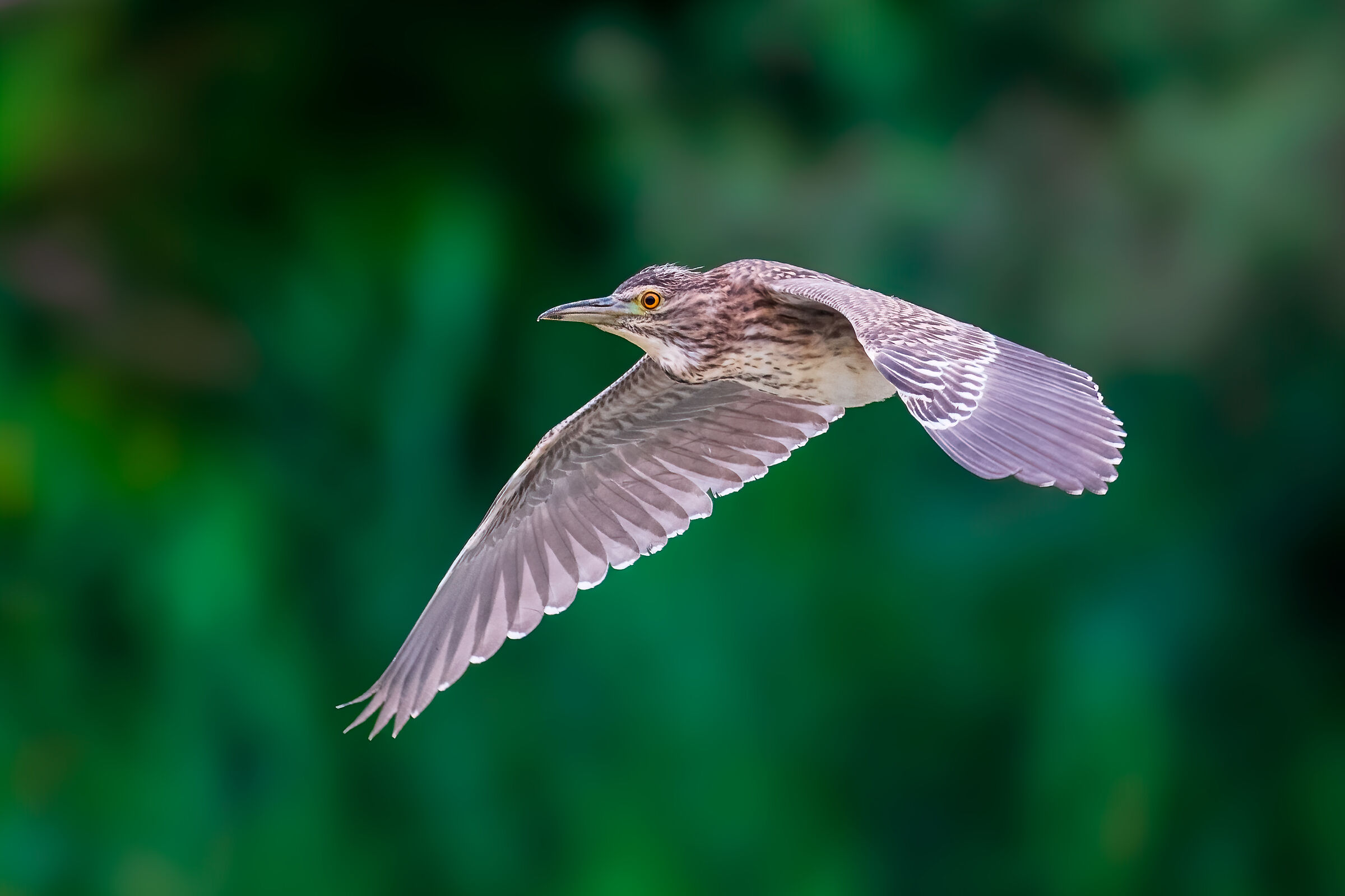 The flight of the young night heron