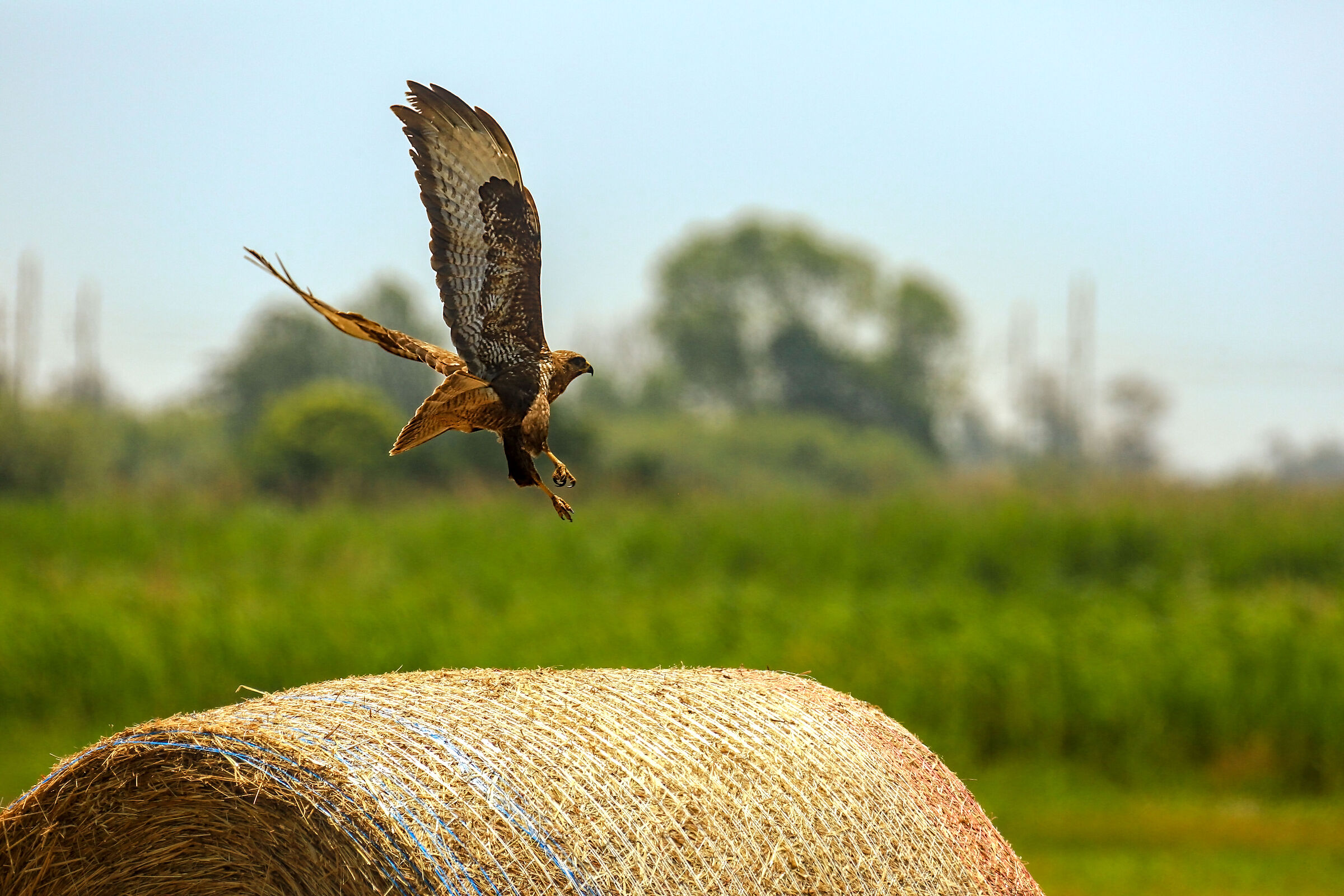The take-off of the buzzard