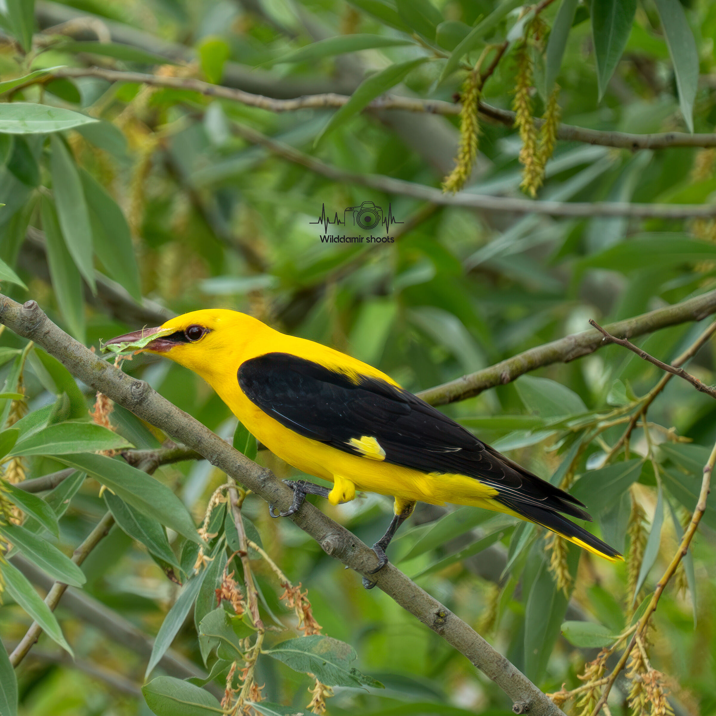 Golden oriole