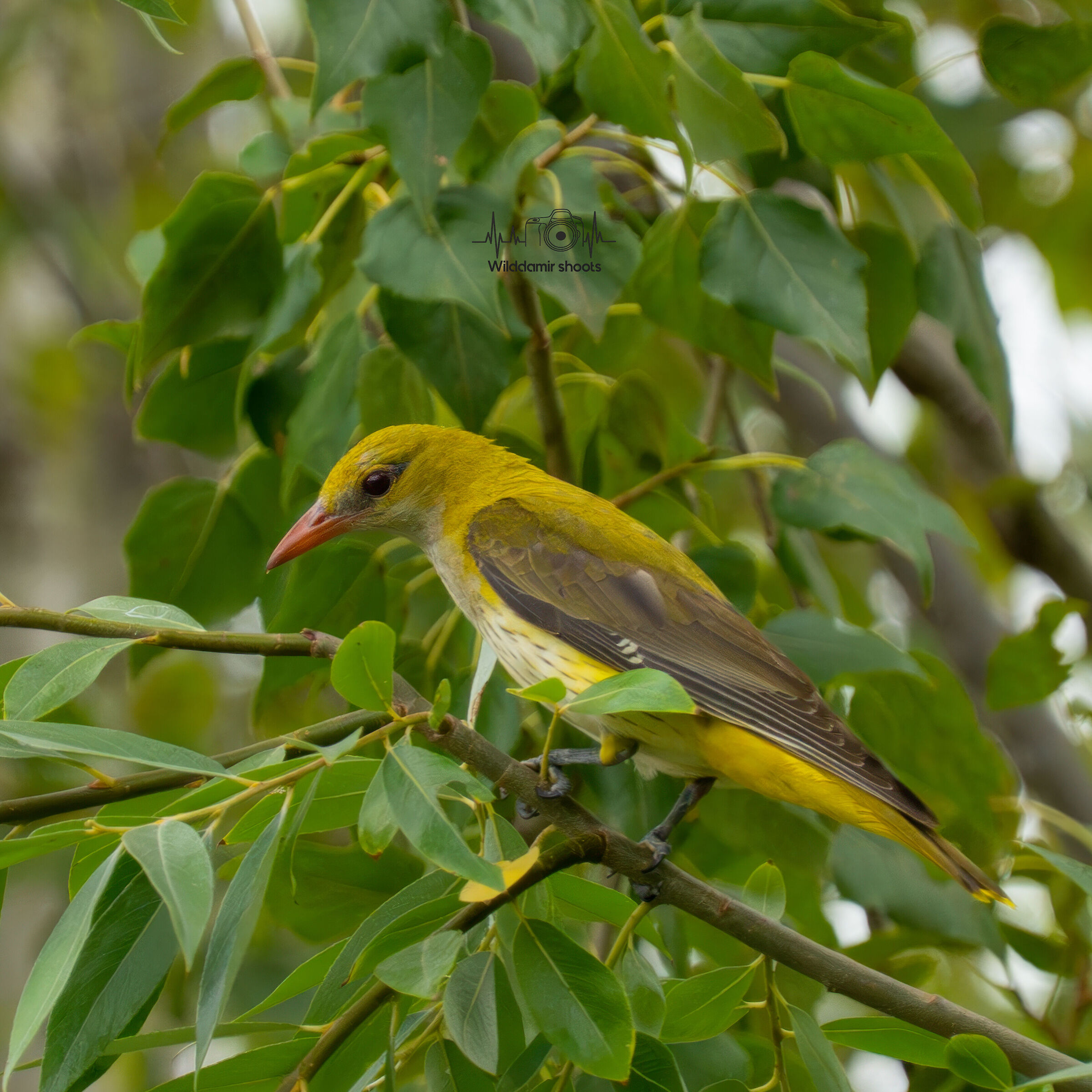Golden oriole
