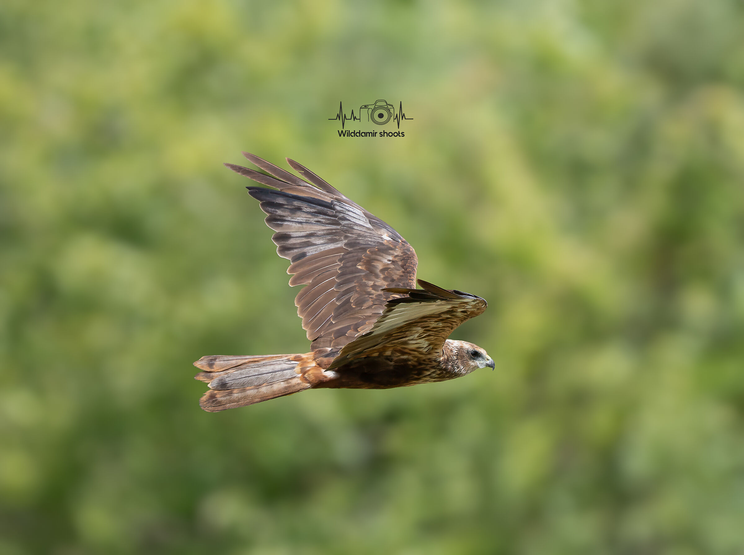 Marsh Harrier