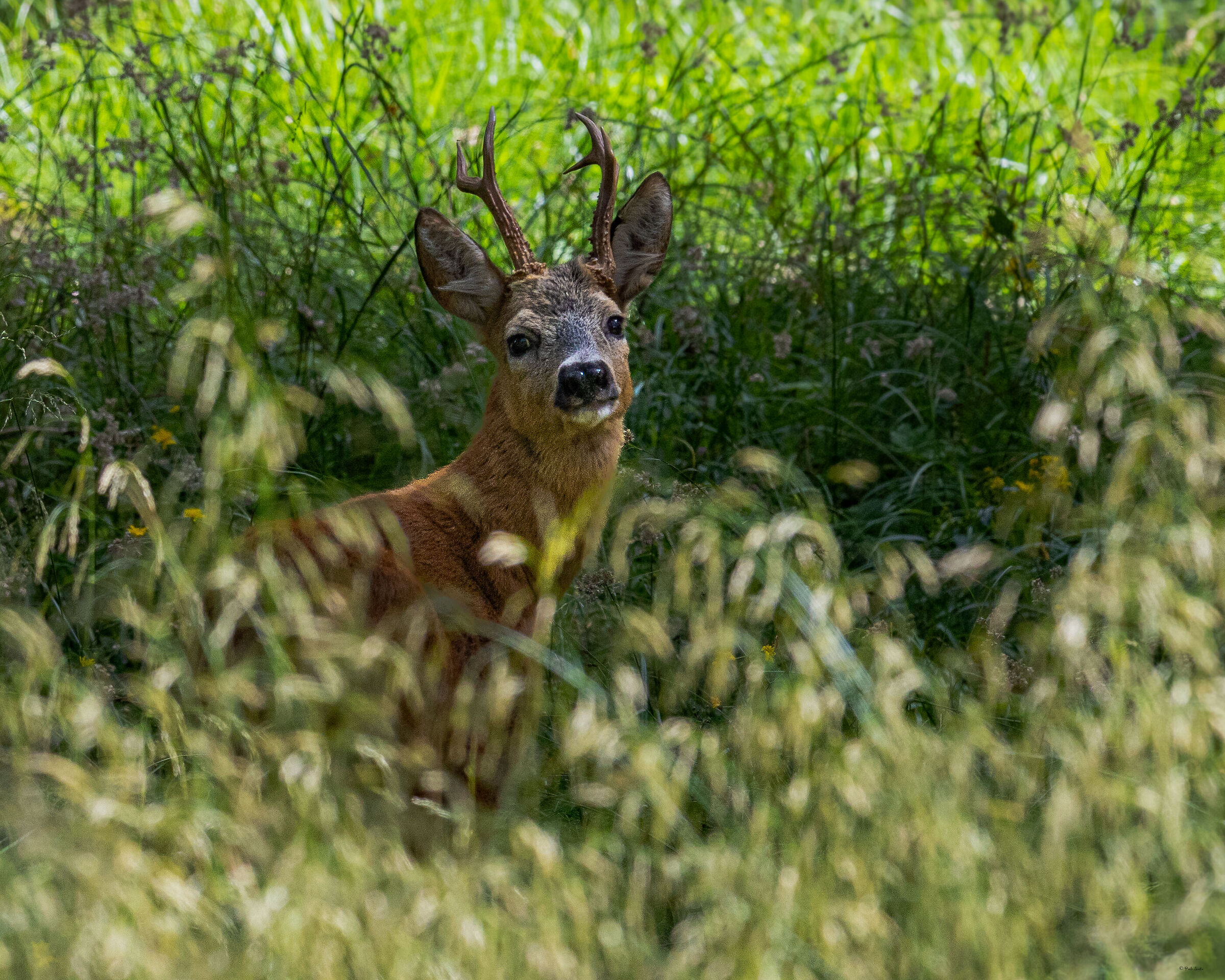 The Roe Deer