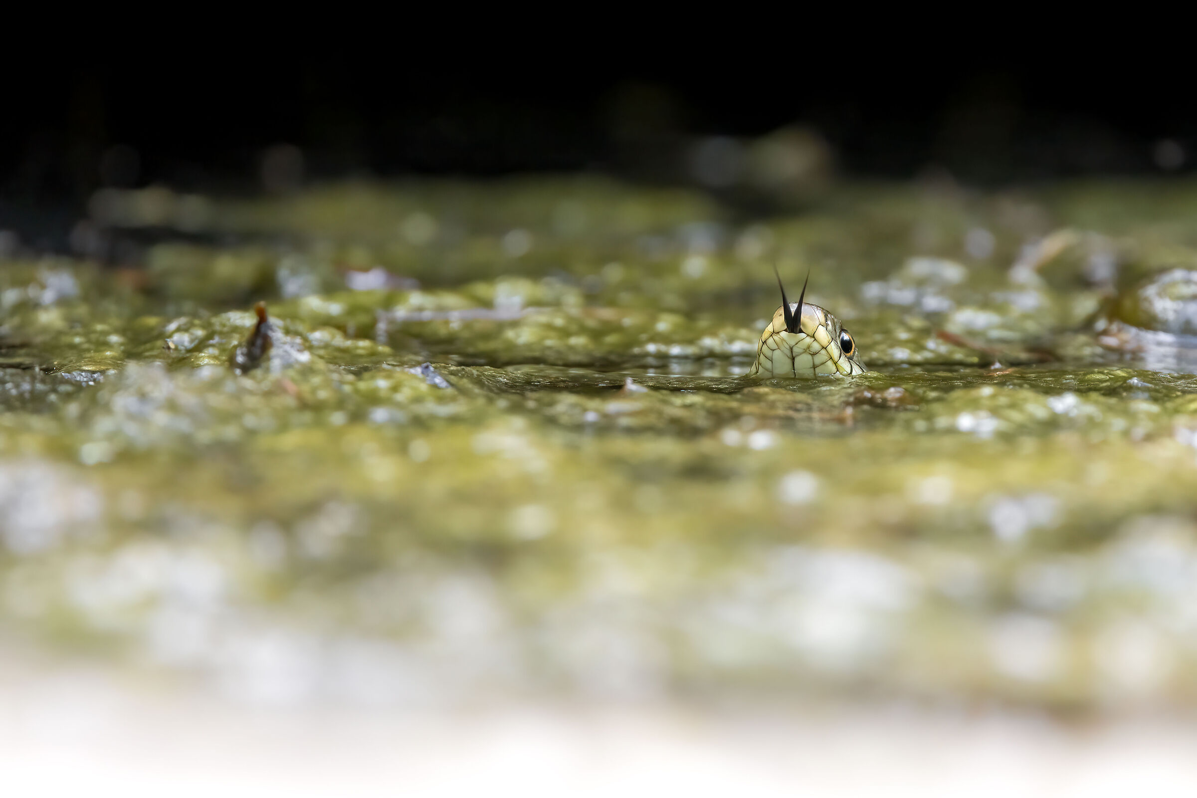 Collared Snake | Natrix helvetica