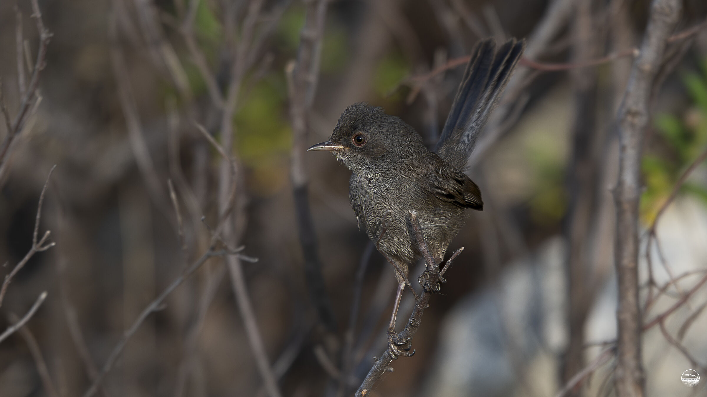 Sardinian Magnanina