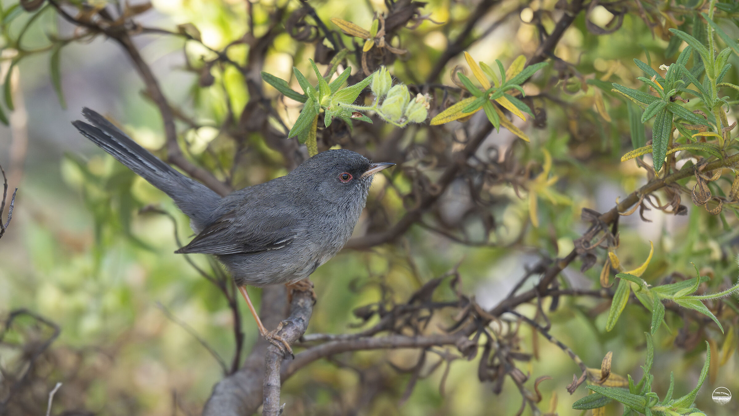 Sardinian Magnanina