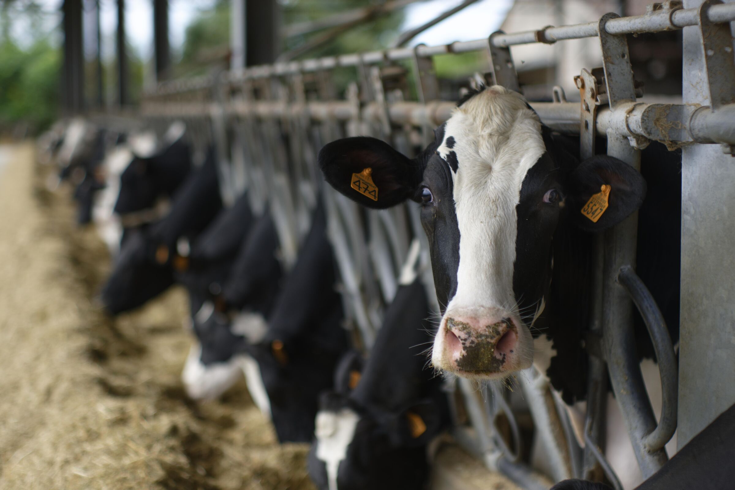 In memoria di 474/5547