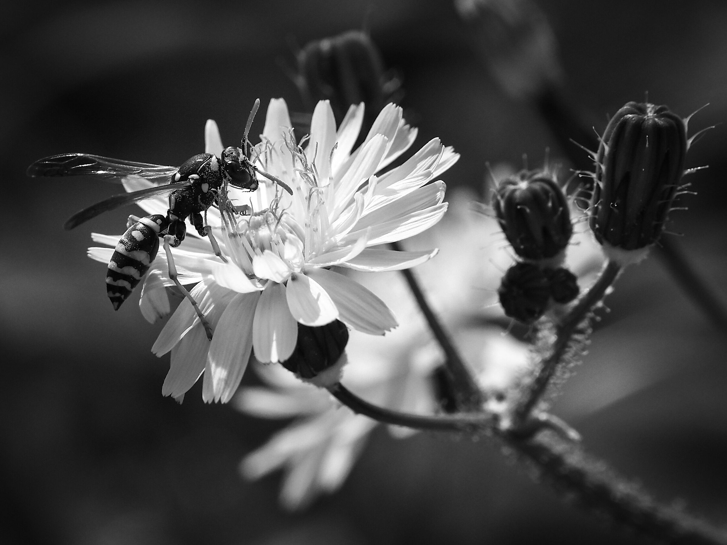 Black and White wasp