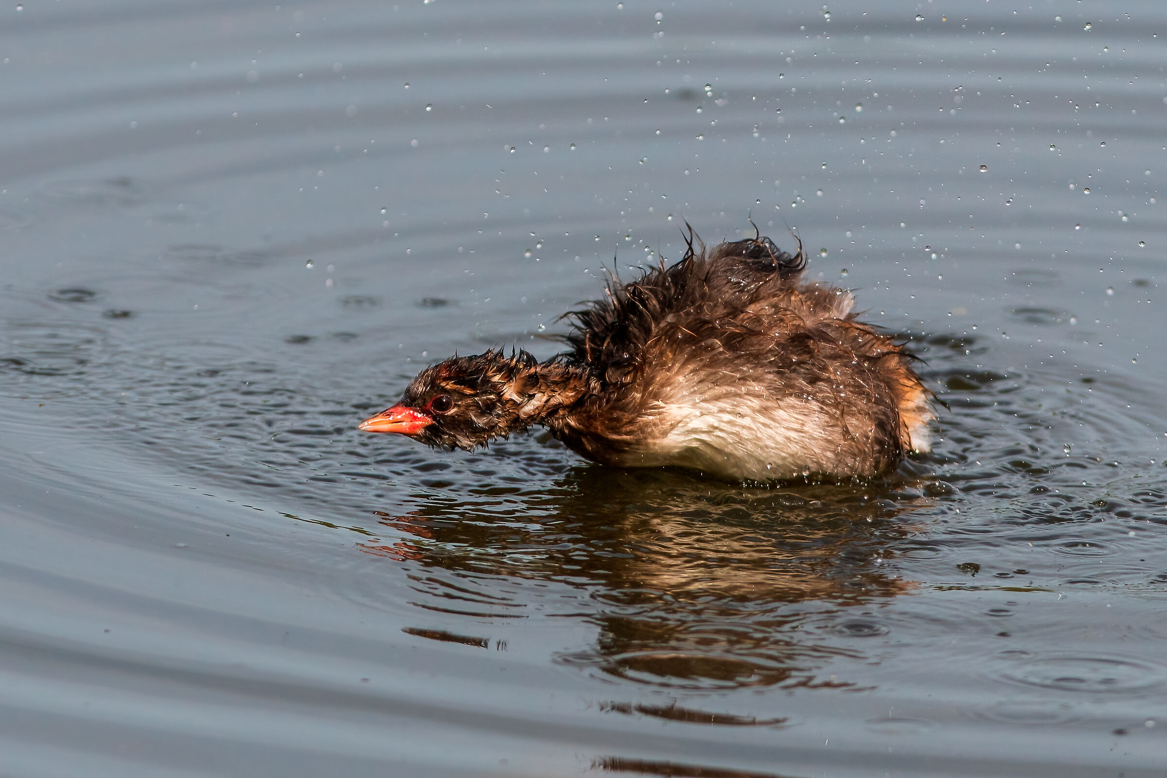 Dabchick