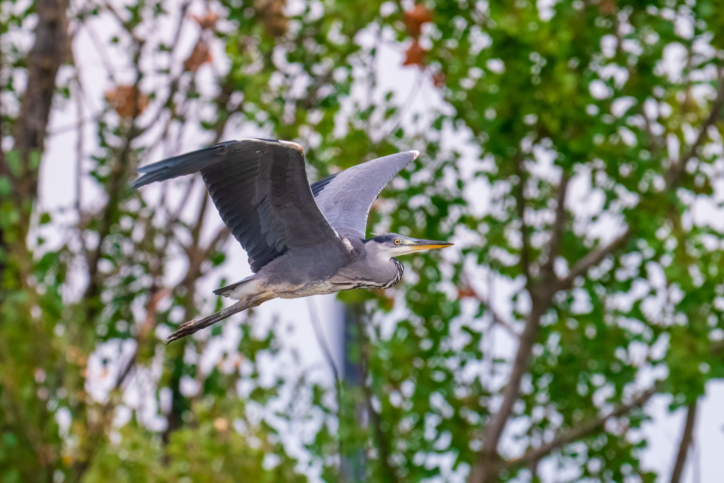 Grey Heron in flight