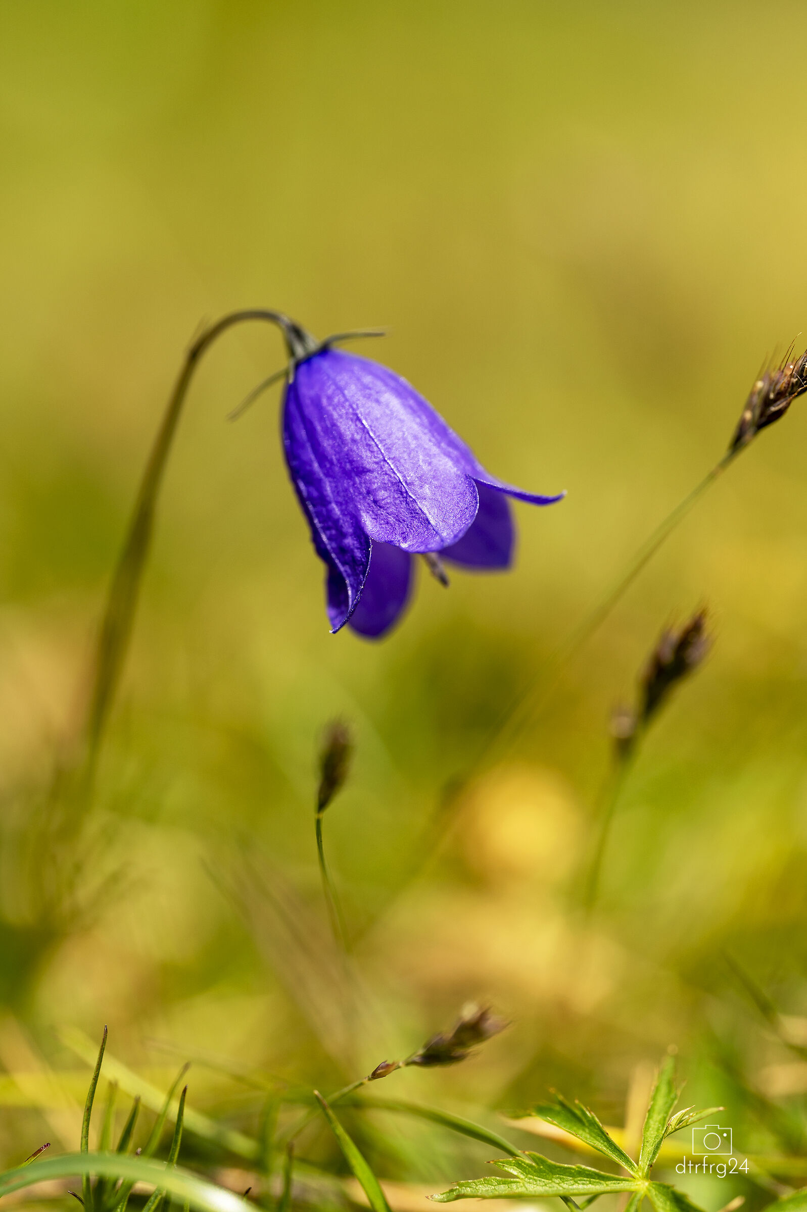 Bellflower