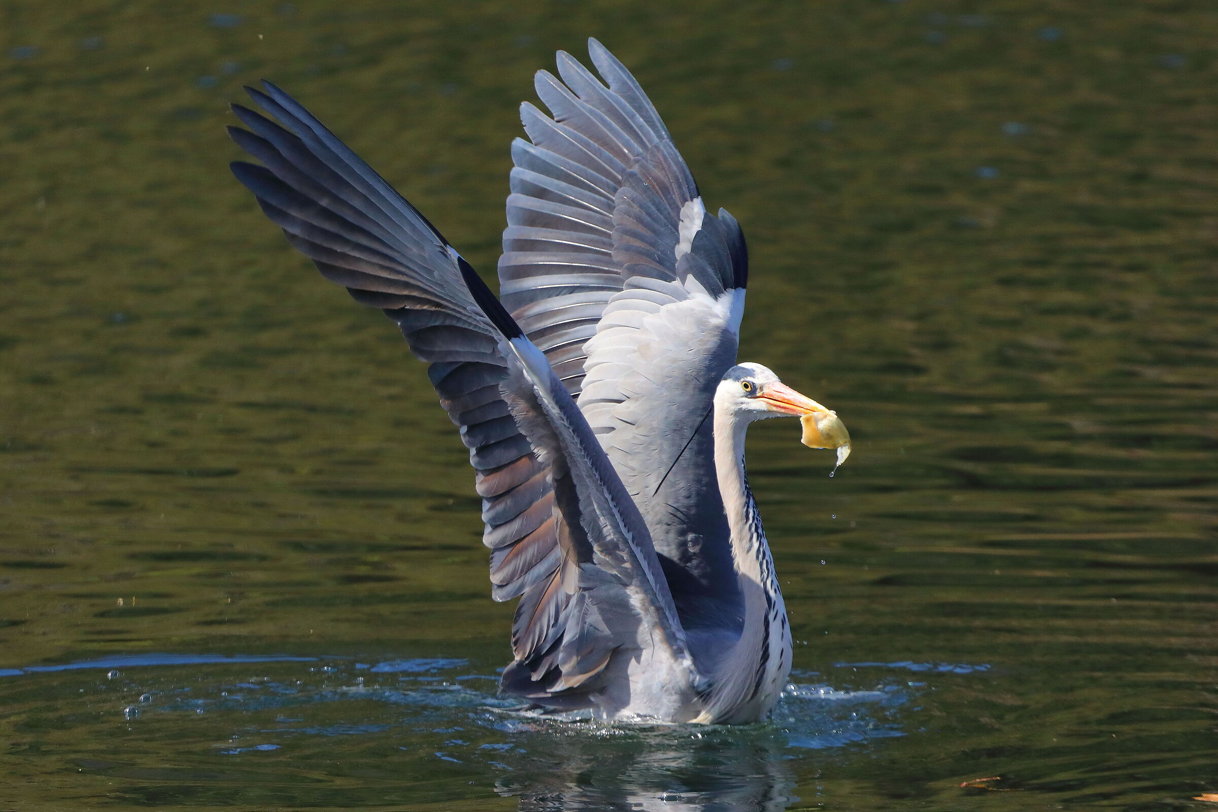 Cenerino 27 marzo 2025 - 0180