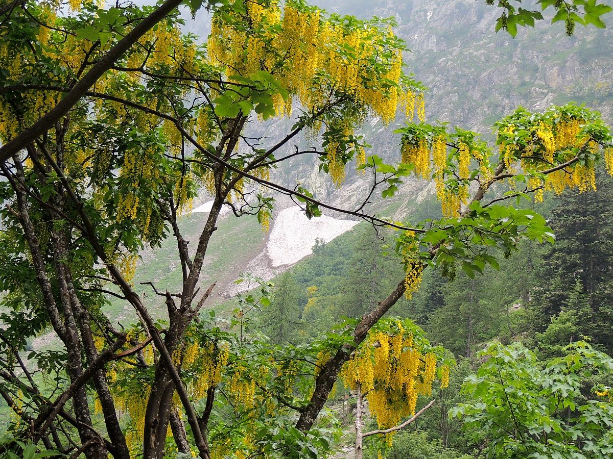 anno eccezzionale per i maggiociondoli