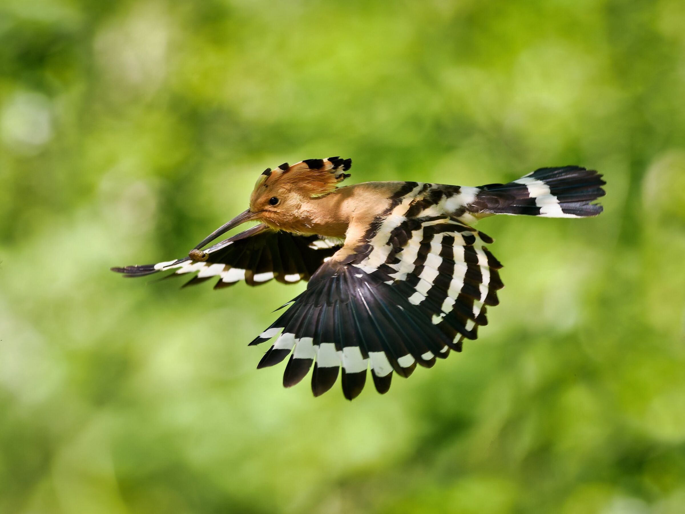 Hoopoe
