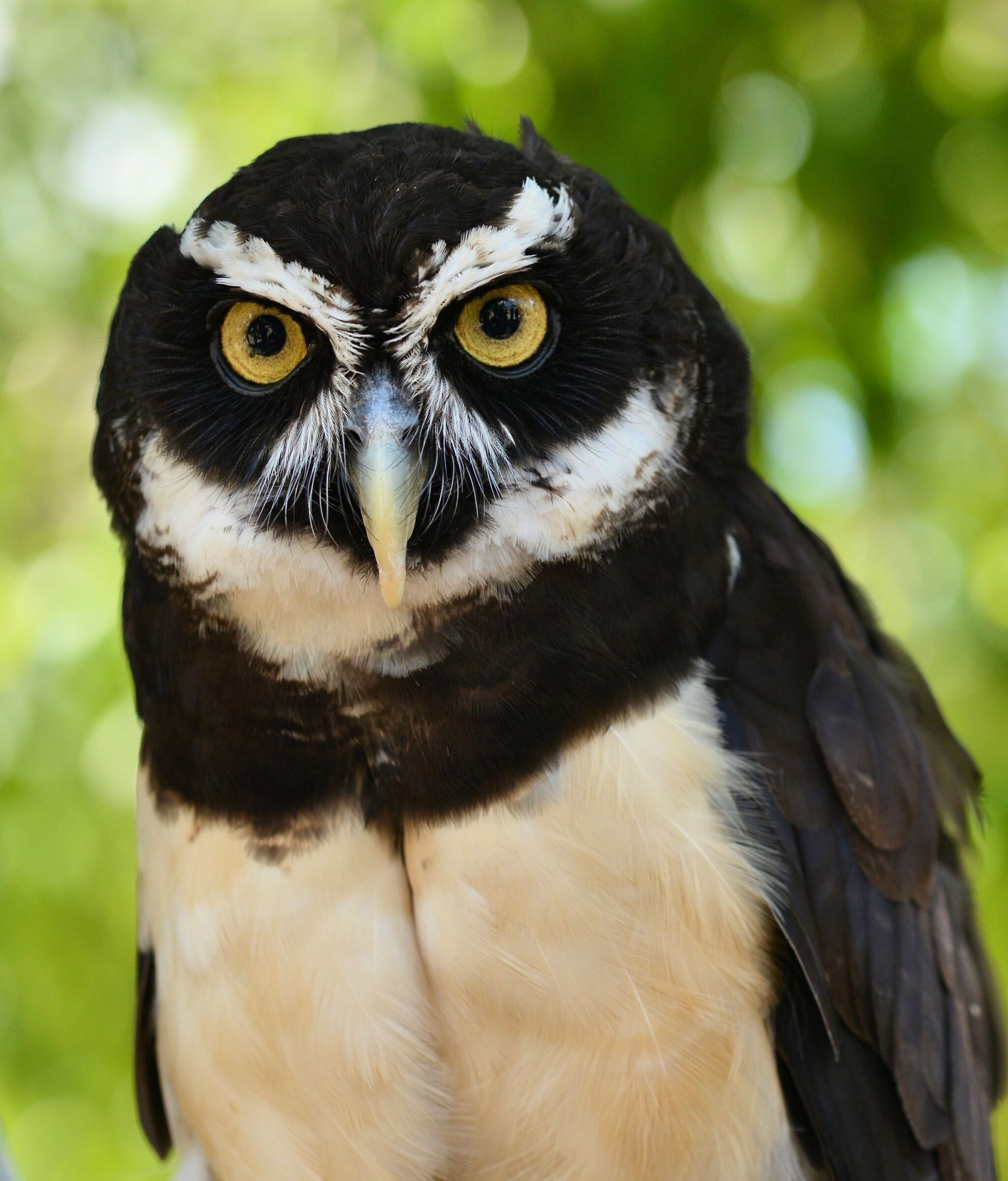 Owl