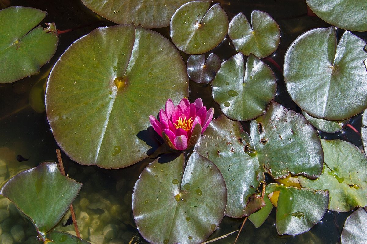 The Water Lily