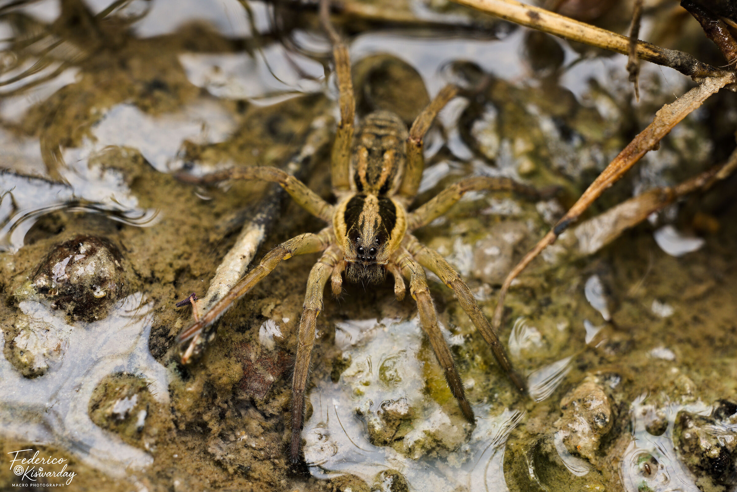 Wolf spider: silent predator of the swamp