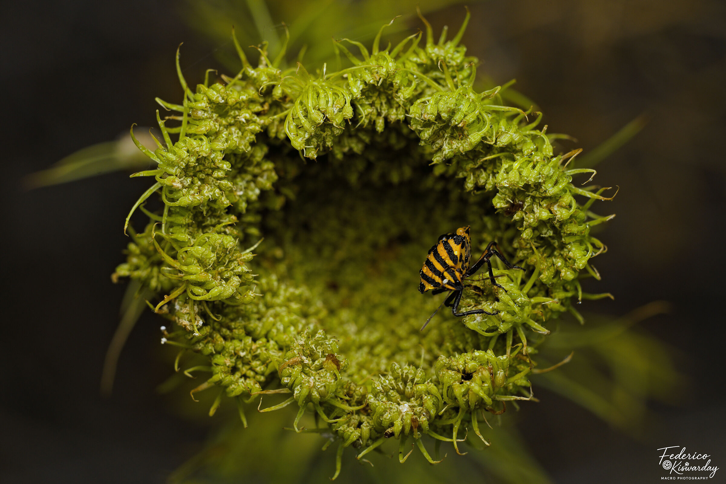 Graphosoma lineatum: Stripe bug