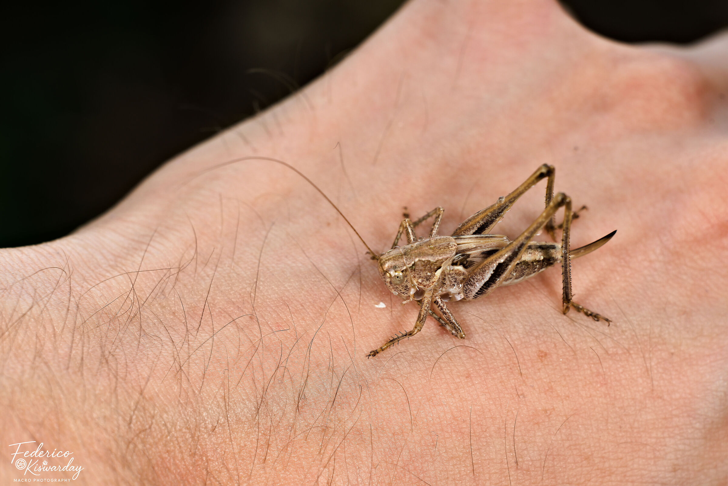 Pholidoptera griseoaptera: nature in hand
