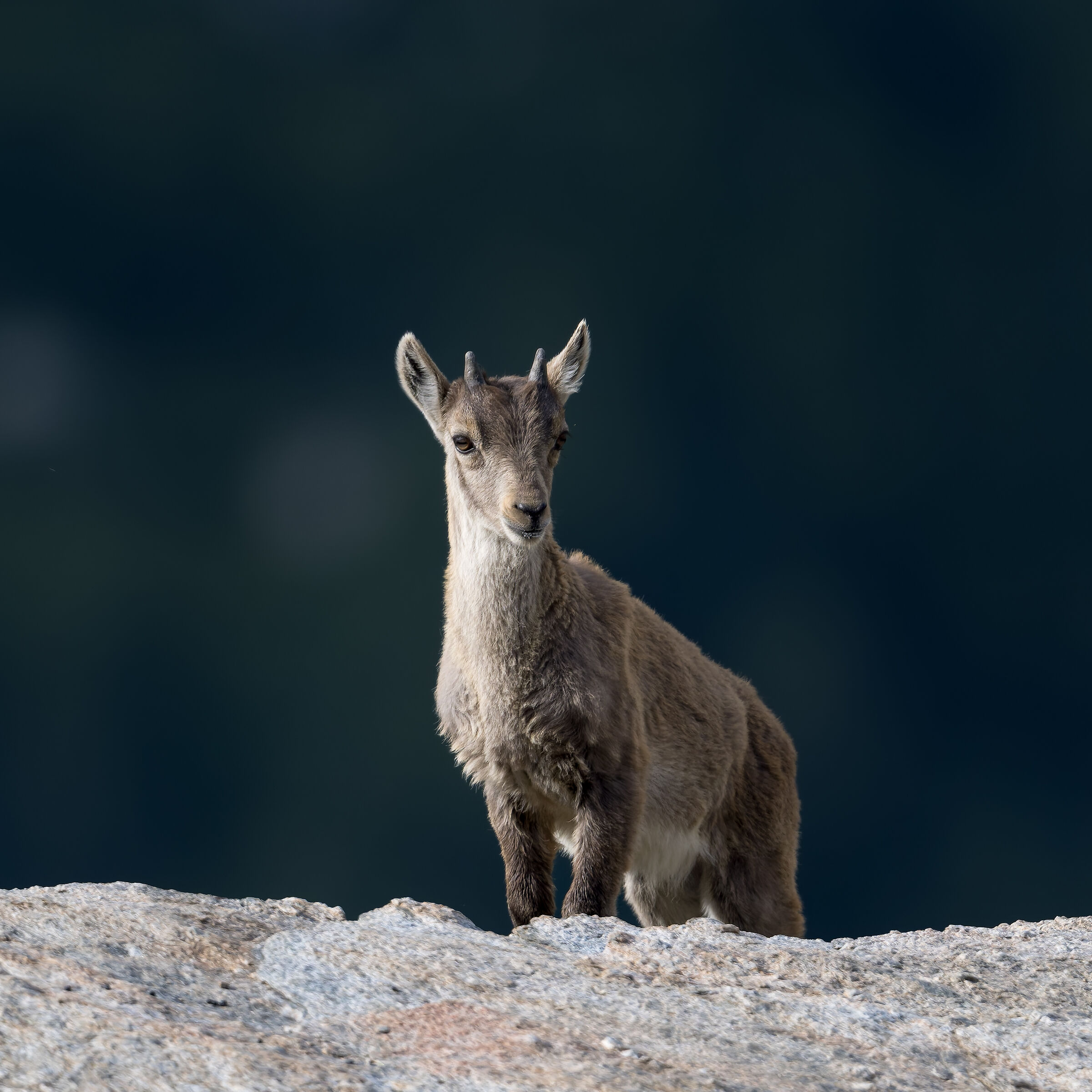 Ibex - Gran Paradiso National Park