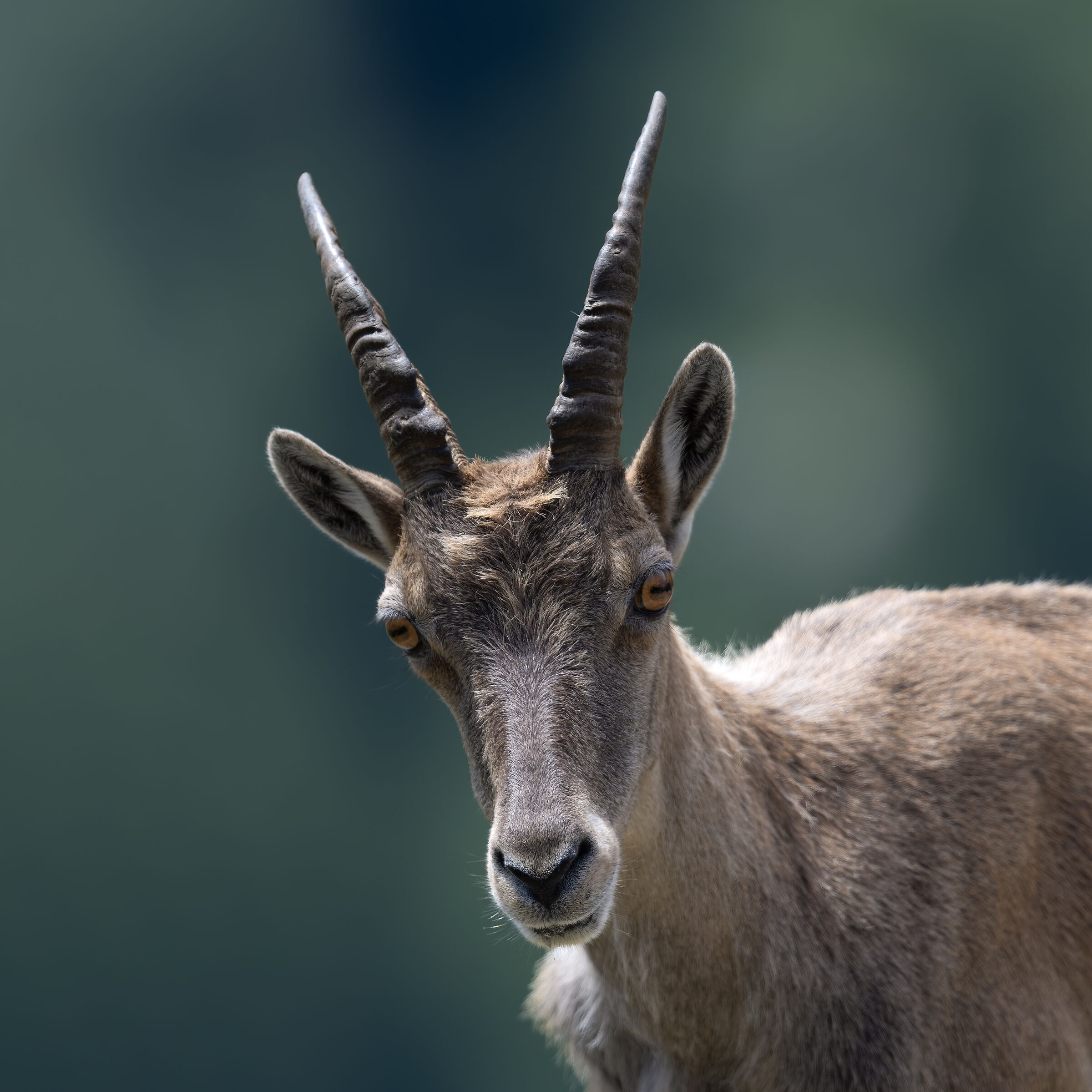 Ibex - Gran Paradiso National Park
