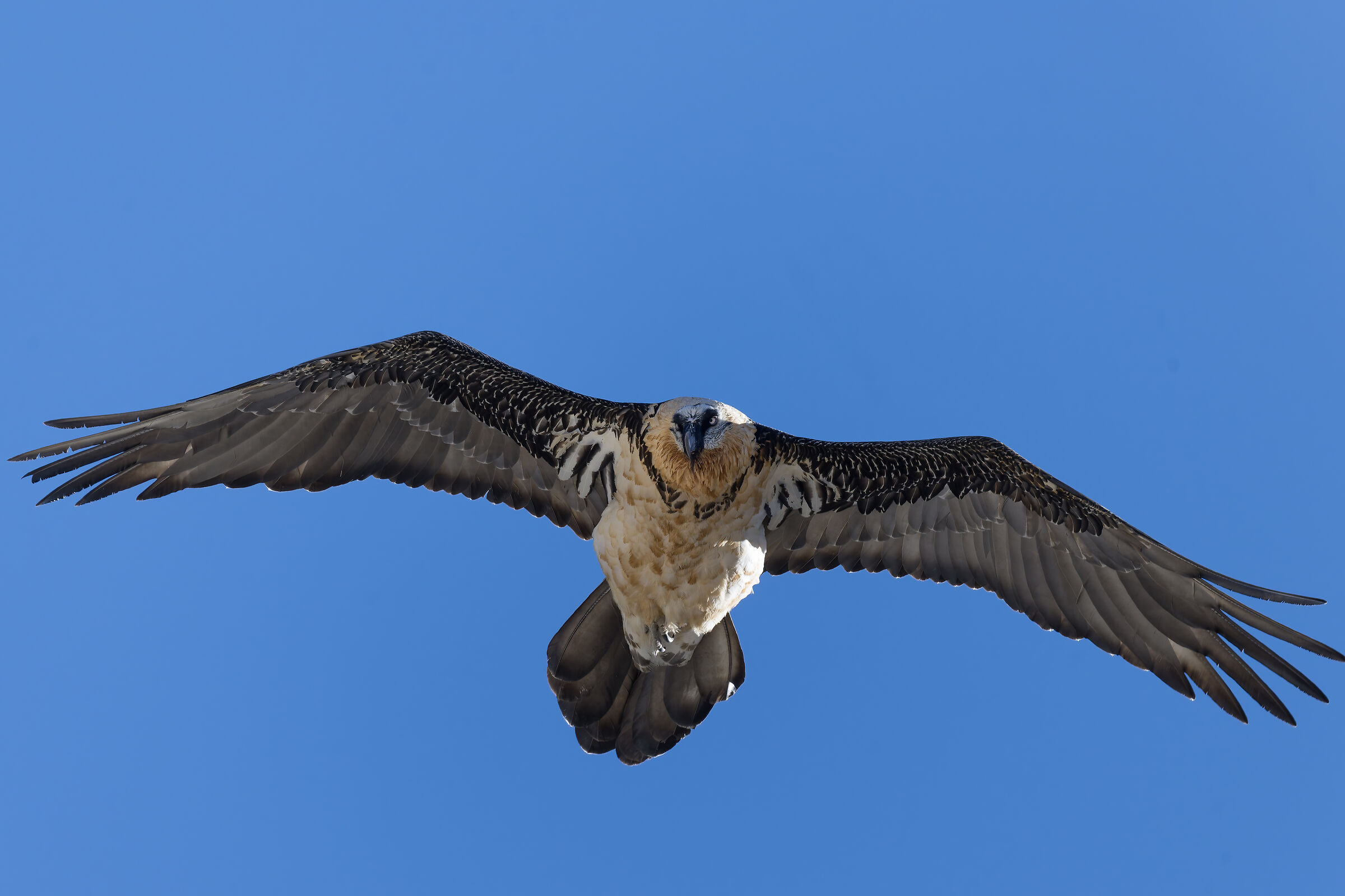 Gypaetus barbatus - Gran Paradiso National Park