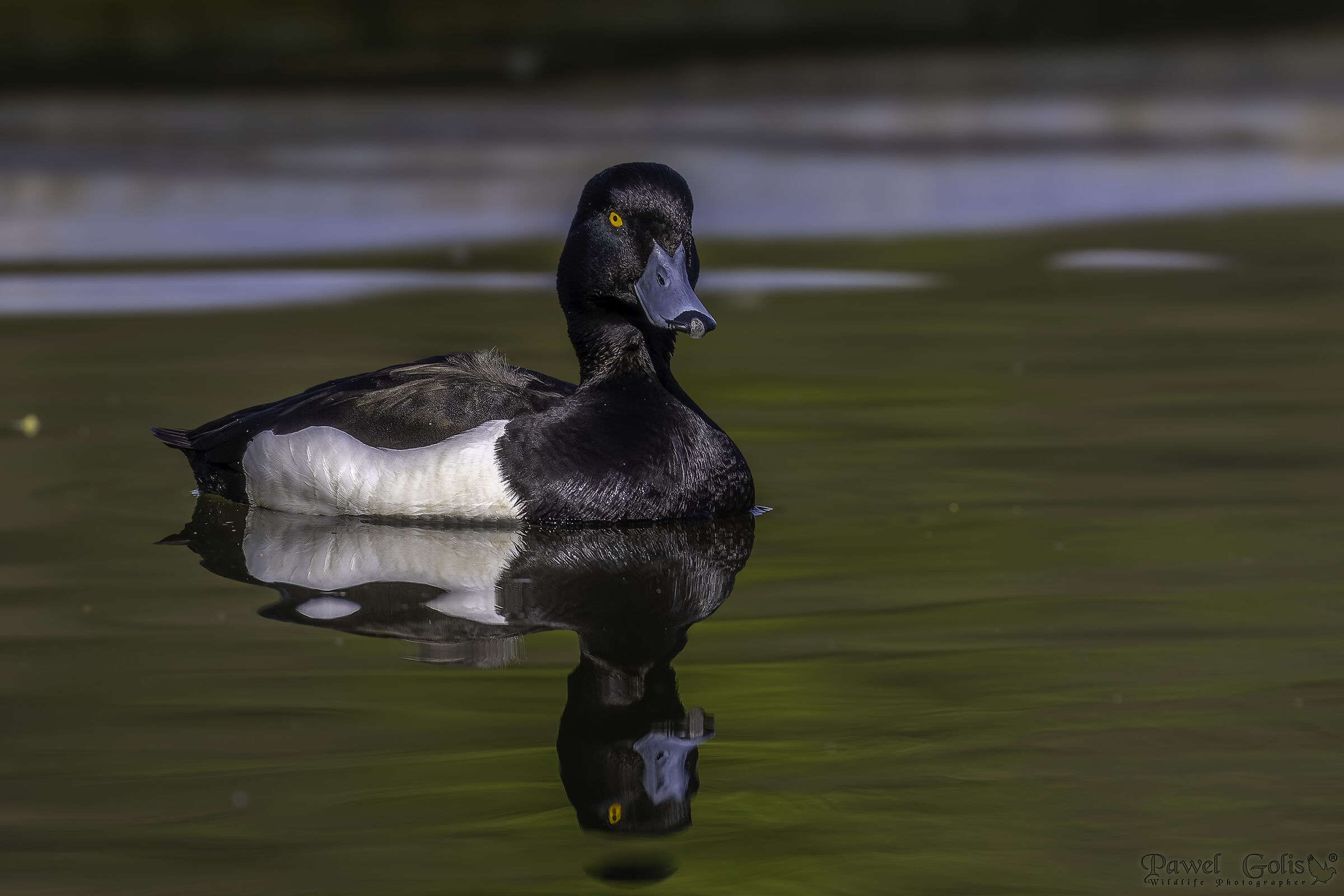 Anatra dal ciuffo (Aythya fuligula)
